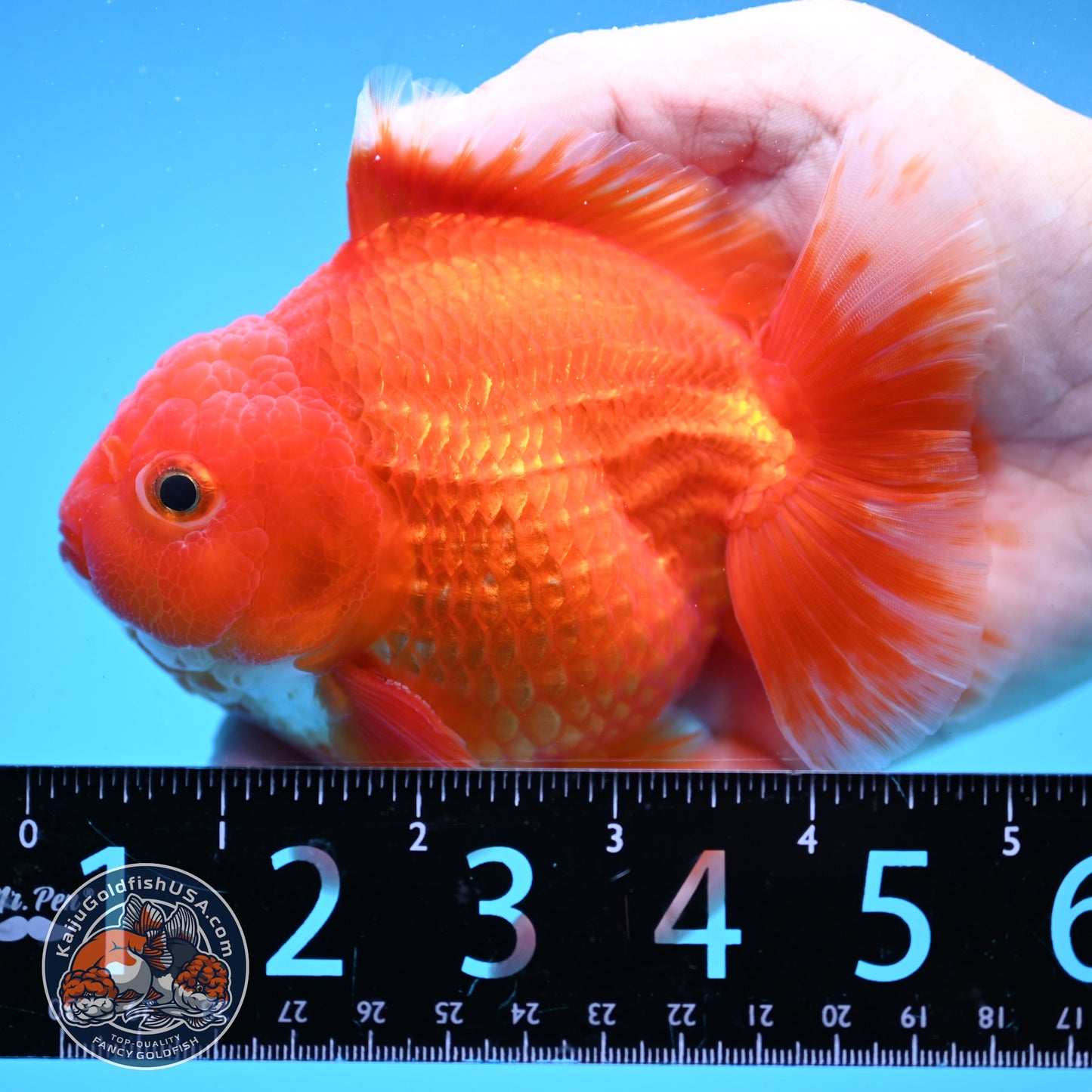 Classic Red YuanBao Oranda 4 inch Body (250926_OR03)