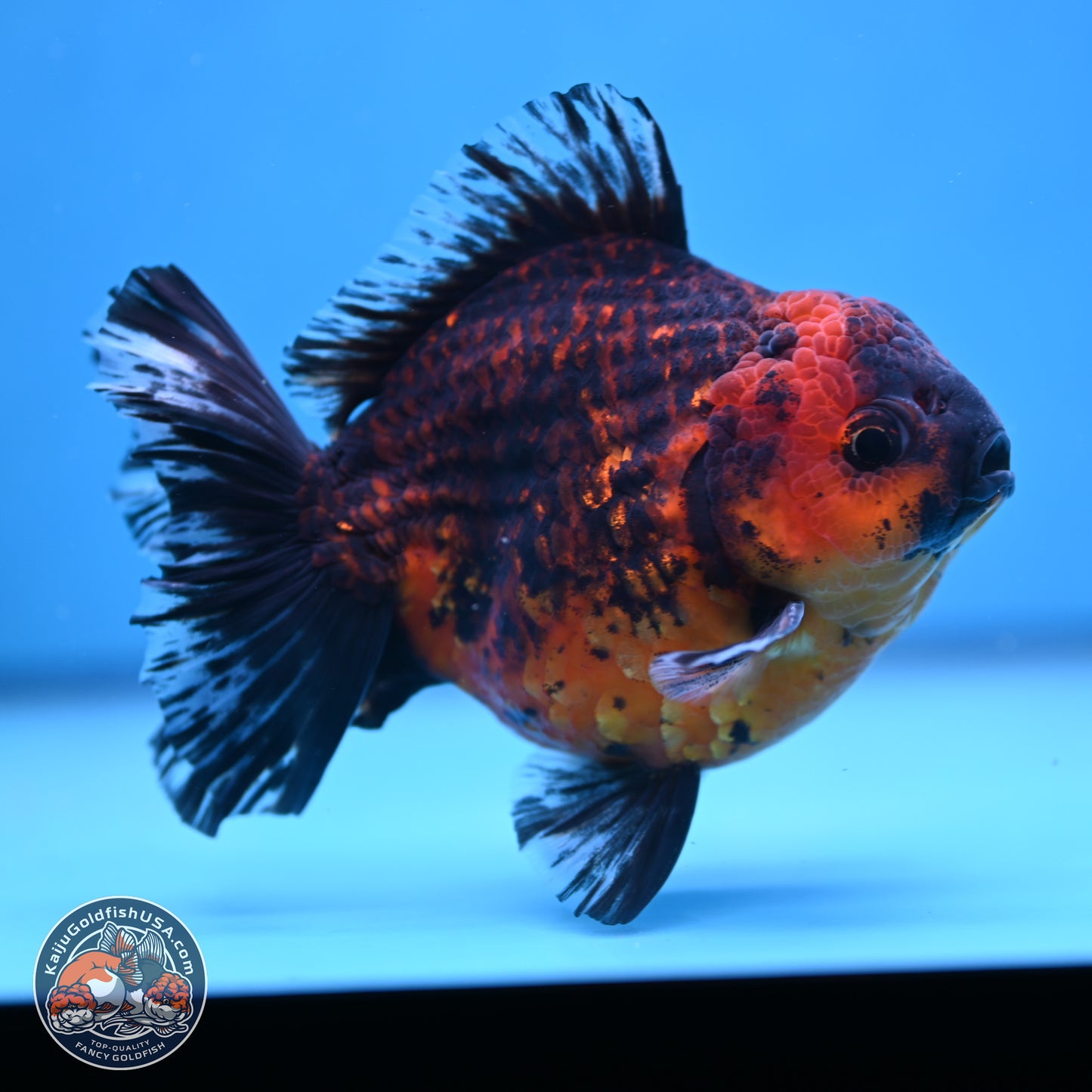 Tiger Broad Tail Oranda 5 inches - Male (241115_OR03) - Kaiju Goldfish USA