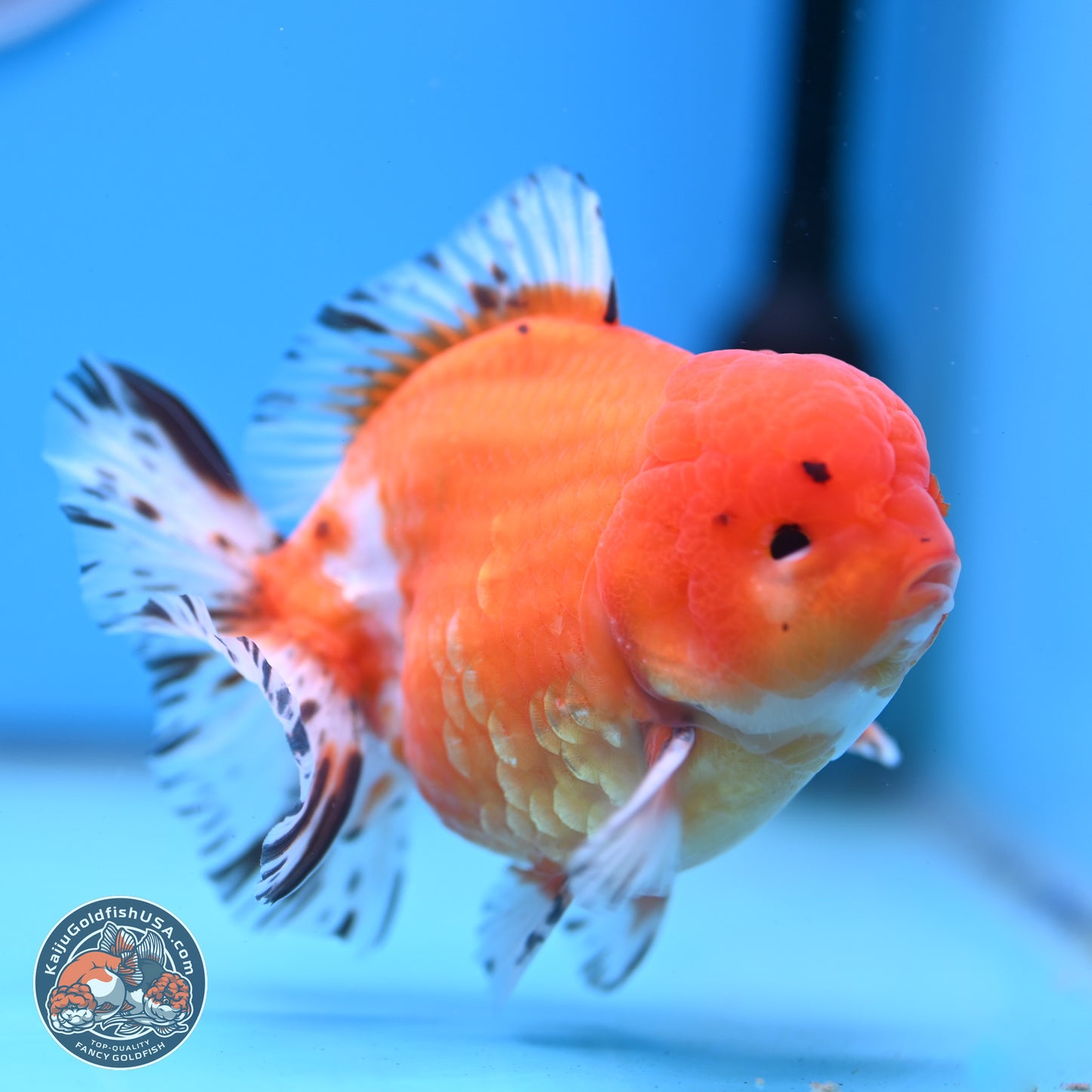 Shogun Tricolor Sakura Oranda 4.5-5 inches (241004_OR03) - Kaiju Goldfish USA