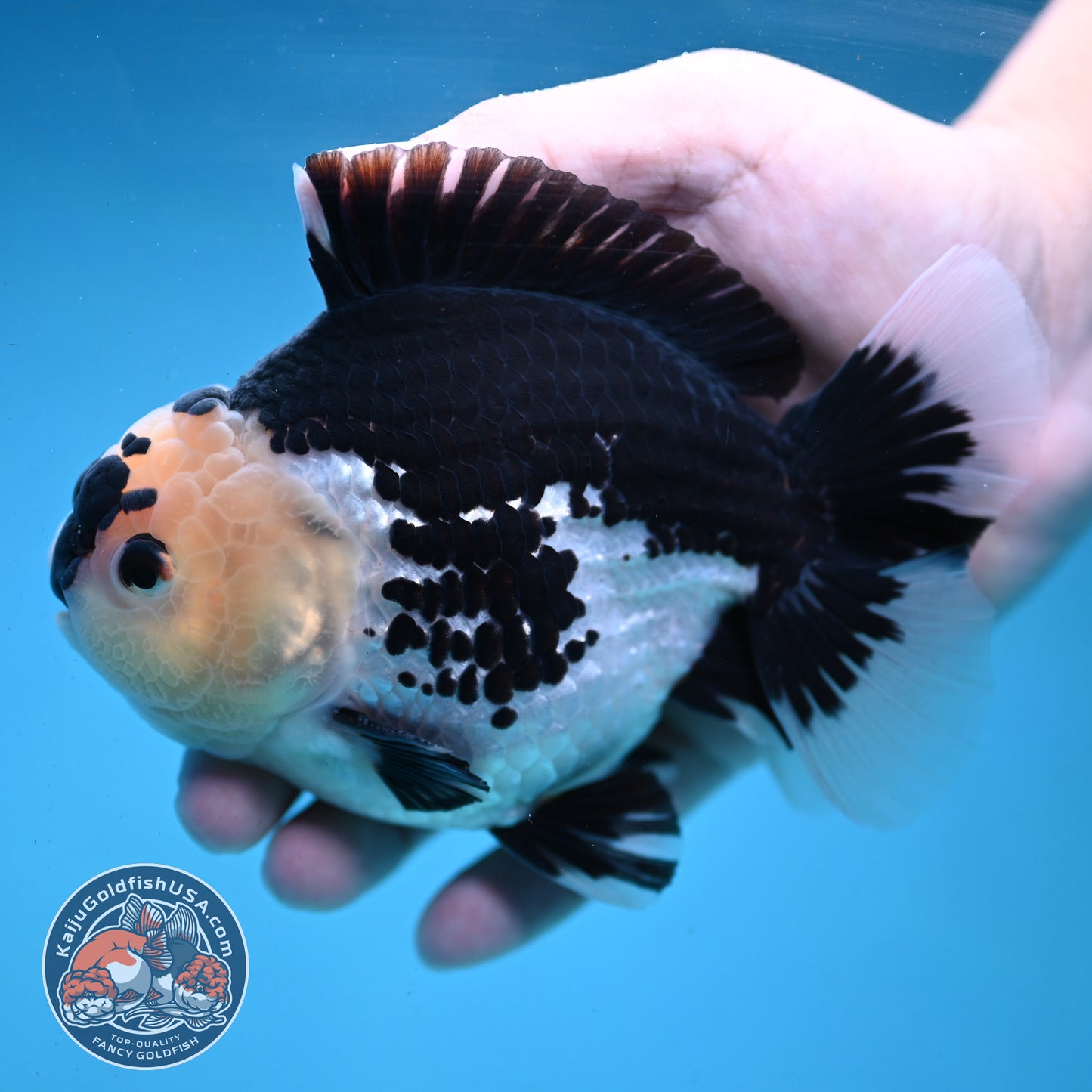 Panda Oranda 4.5 inch Body (250919_OR03)