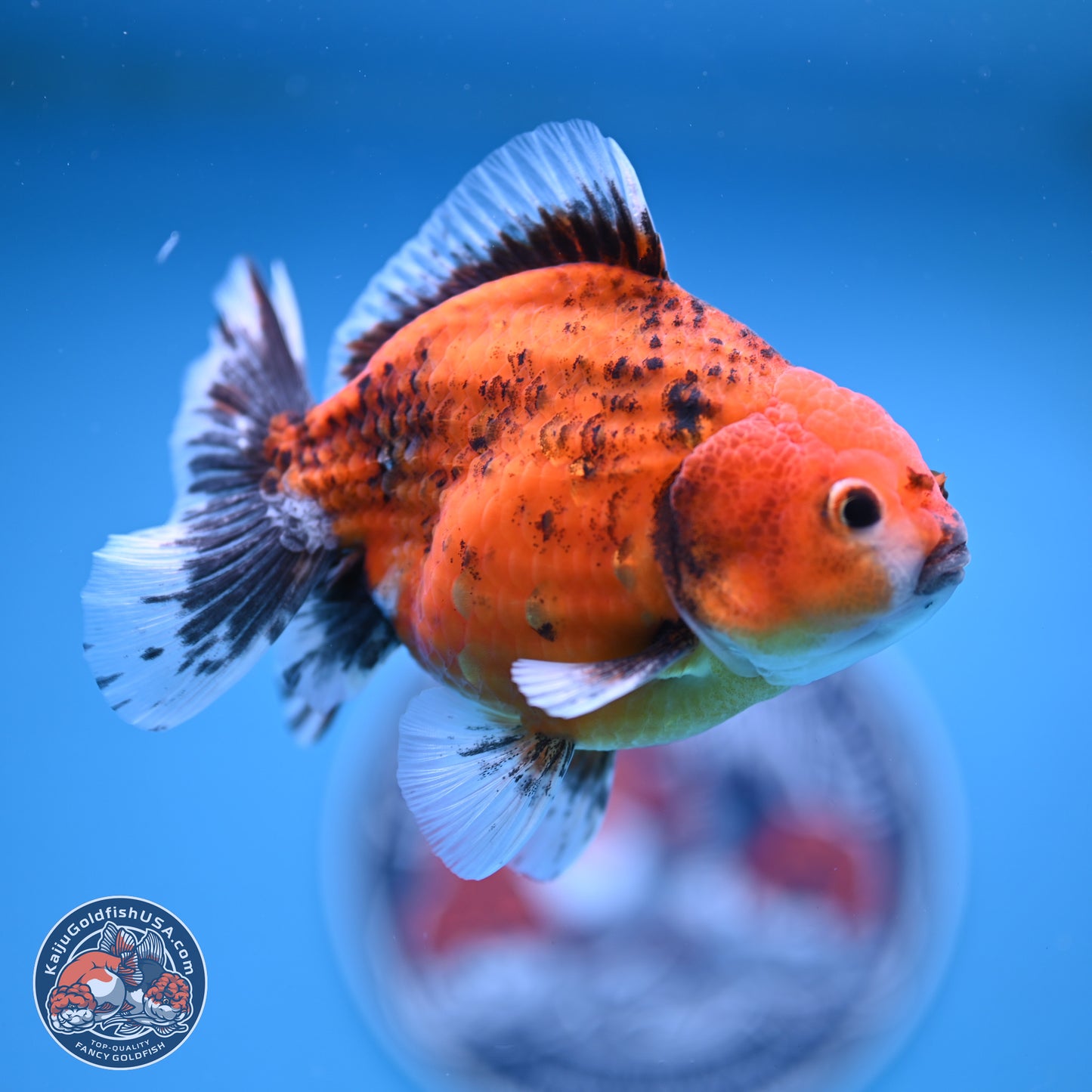 Shogun Tiger Oranda 4-5 in (241011_OR03) - Kaiju Goldfish USA