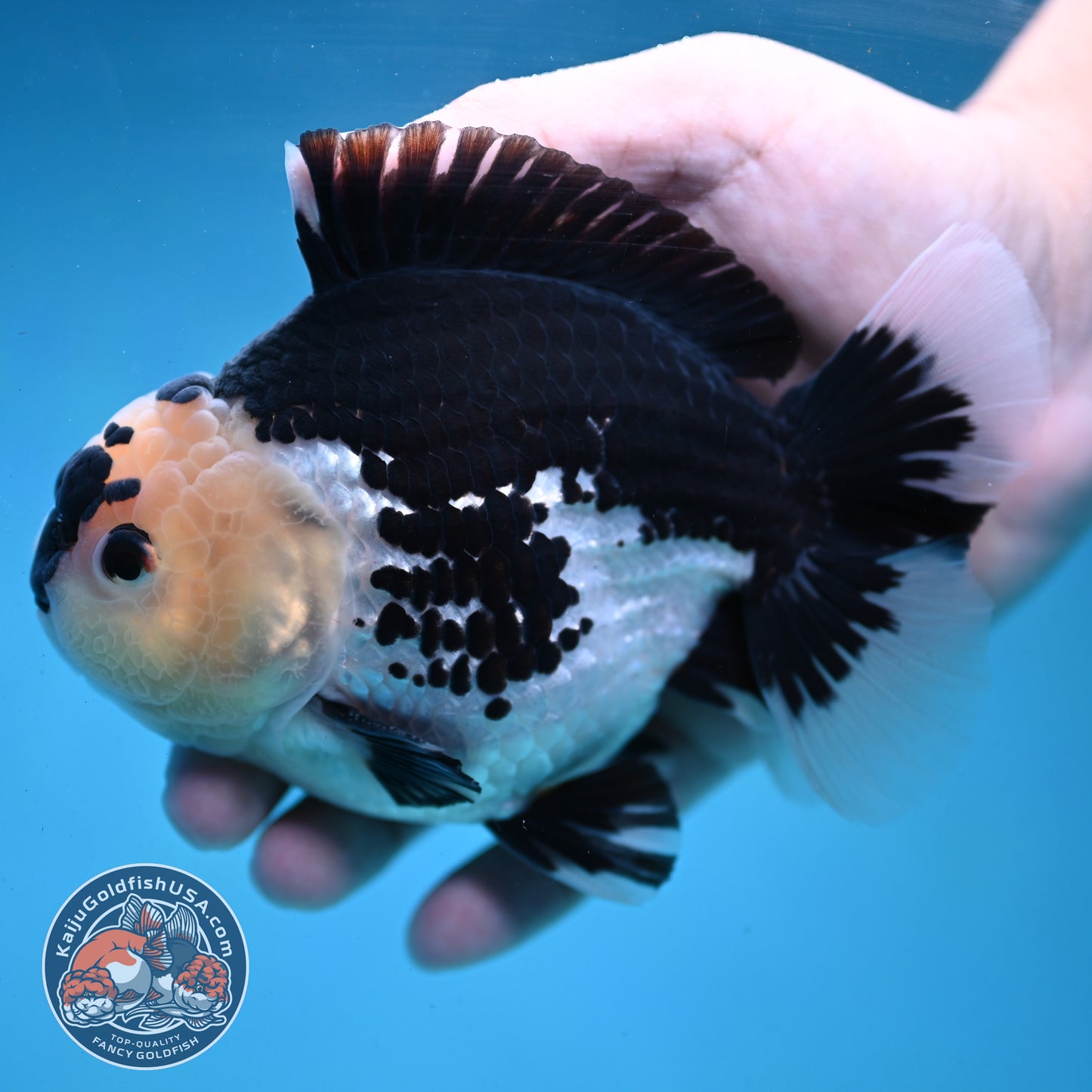 Panda Oranda 4.5 inch Body (250919_OR03)