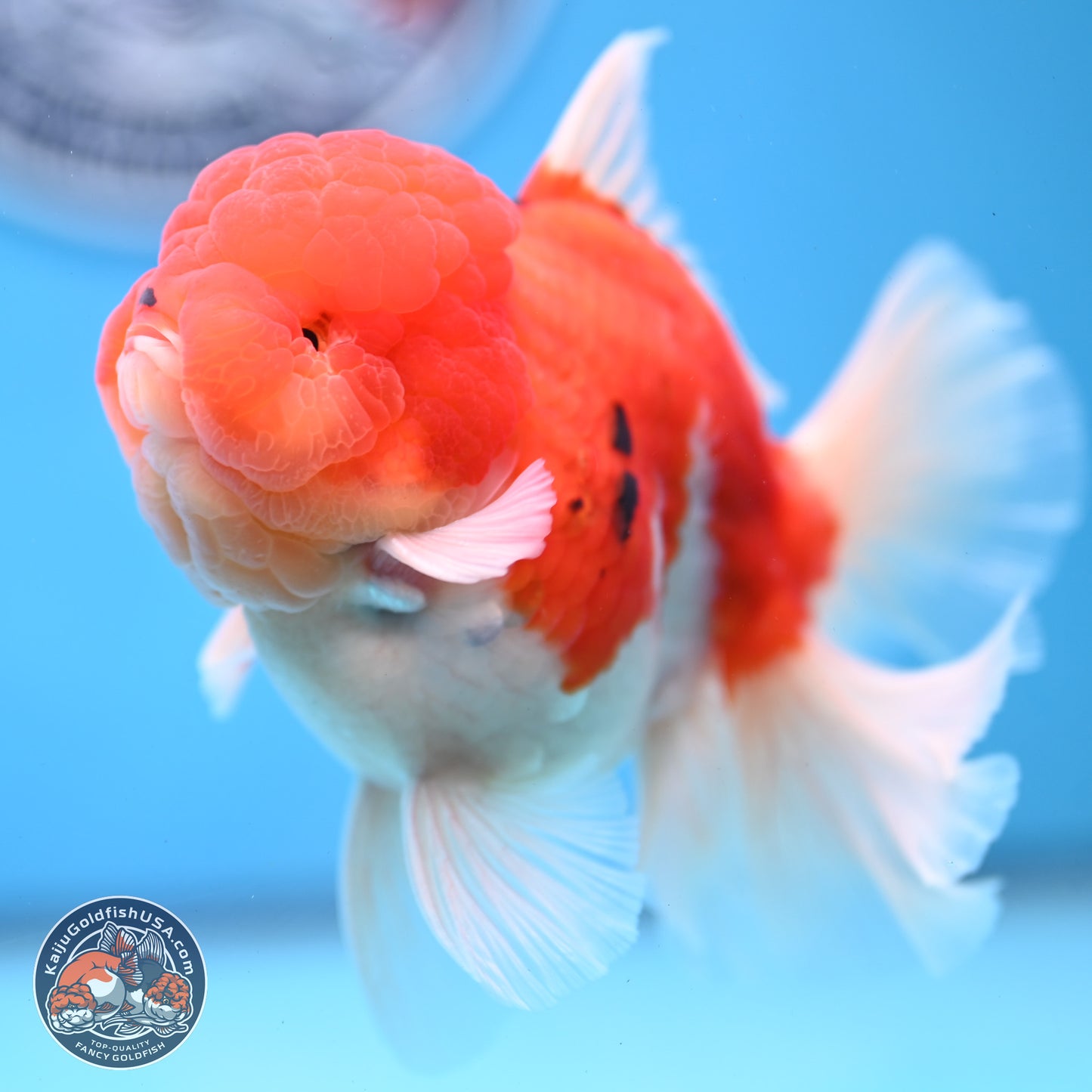 Tricolor Sakura Rose Tail Oranda 3.5 inches Body - Male (250228_OR03)