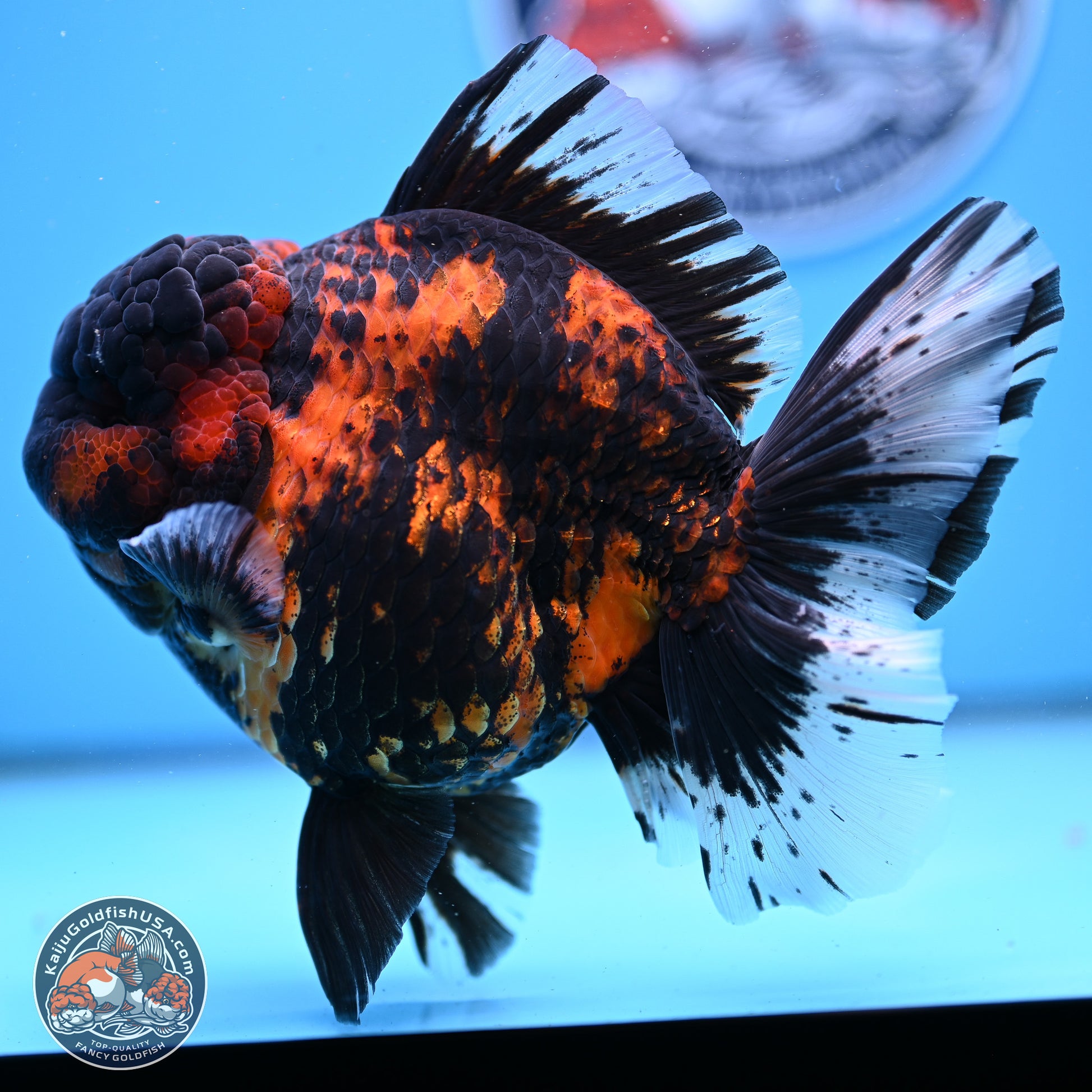 Jumbo Shogun Godzilla Tiger Rose Tail Oranda 5.2in Body (240823_OR3)- Overnight shipping only - Kaiju Goldfish USA