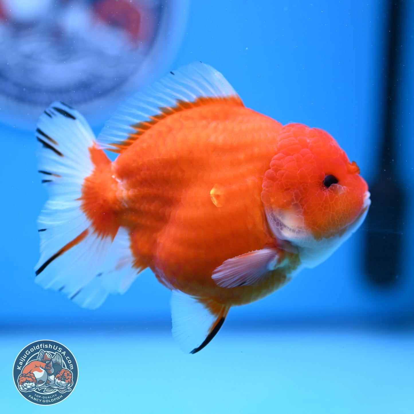 Shogun Sakura YuanBao Oranda 3.75in Body (240802_OR03) - Kaiju Goldfish USA