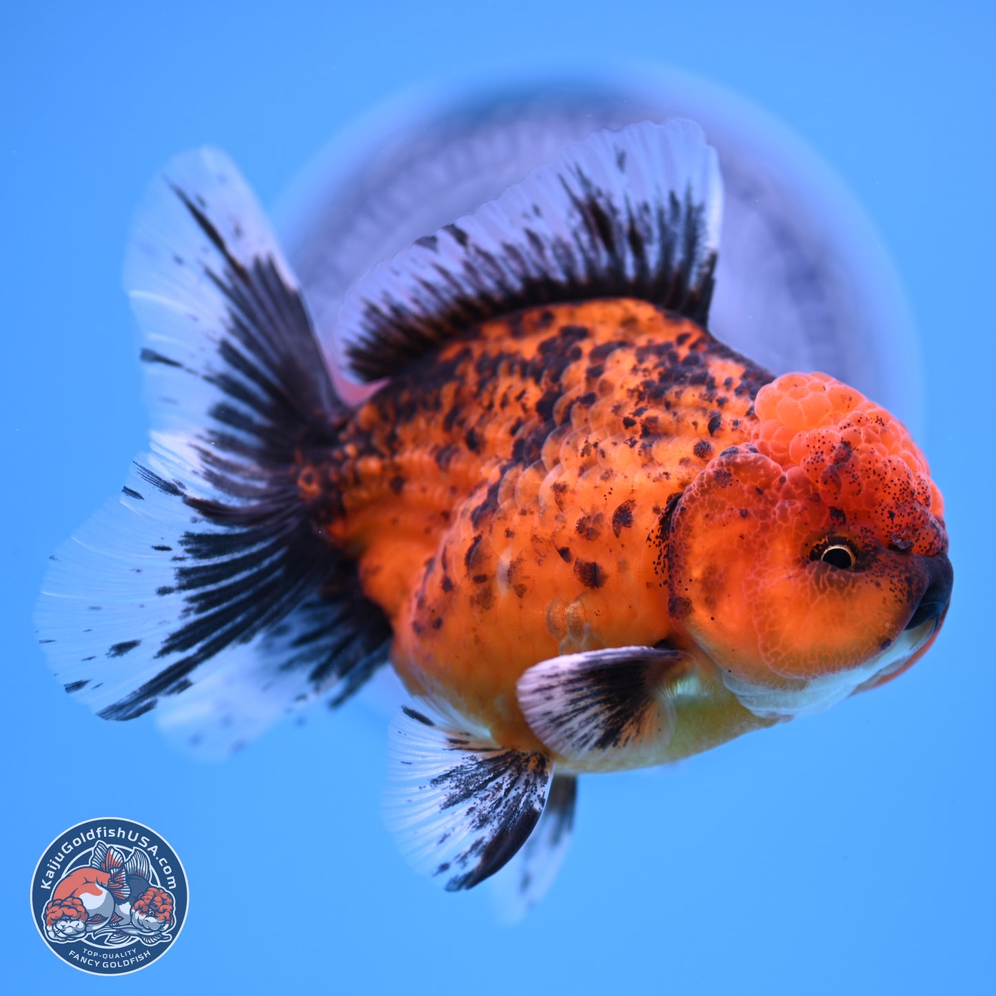 Shogun Tiger Rose Tail Oranda 3.5in Body (240816_OR03) - Kaiju Goldfish USA