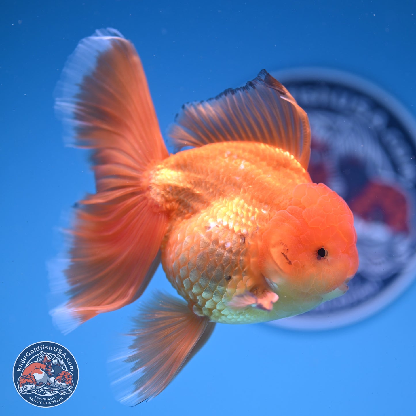 Classic Red Orchid Tail Oranda 4-6 inches (240913_OR03) - Kaiju Goldfish USA