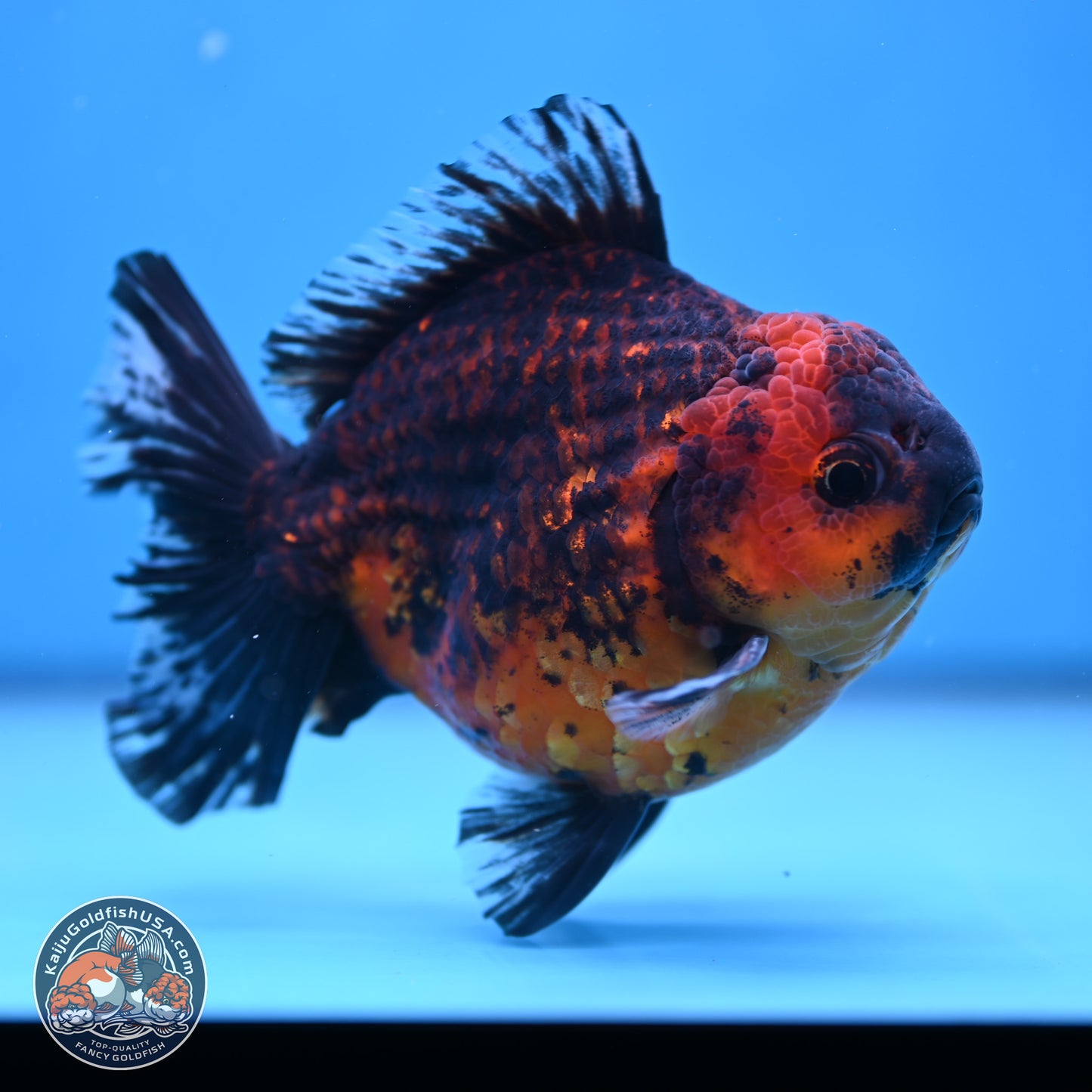 Tiger Broad Tail Oranda 5 inches - Male (241115_OR03) - Kaiju Goldfish USA