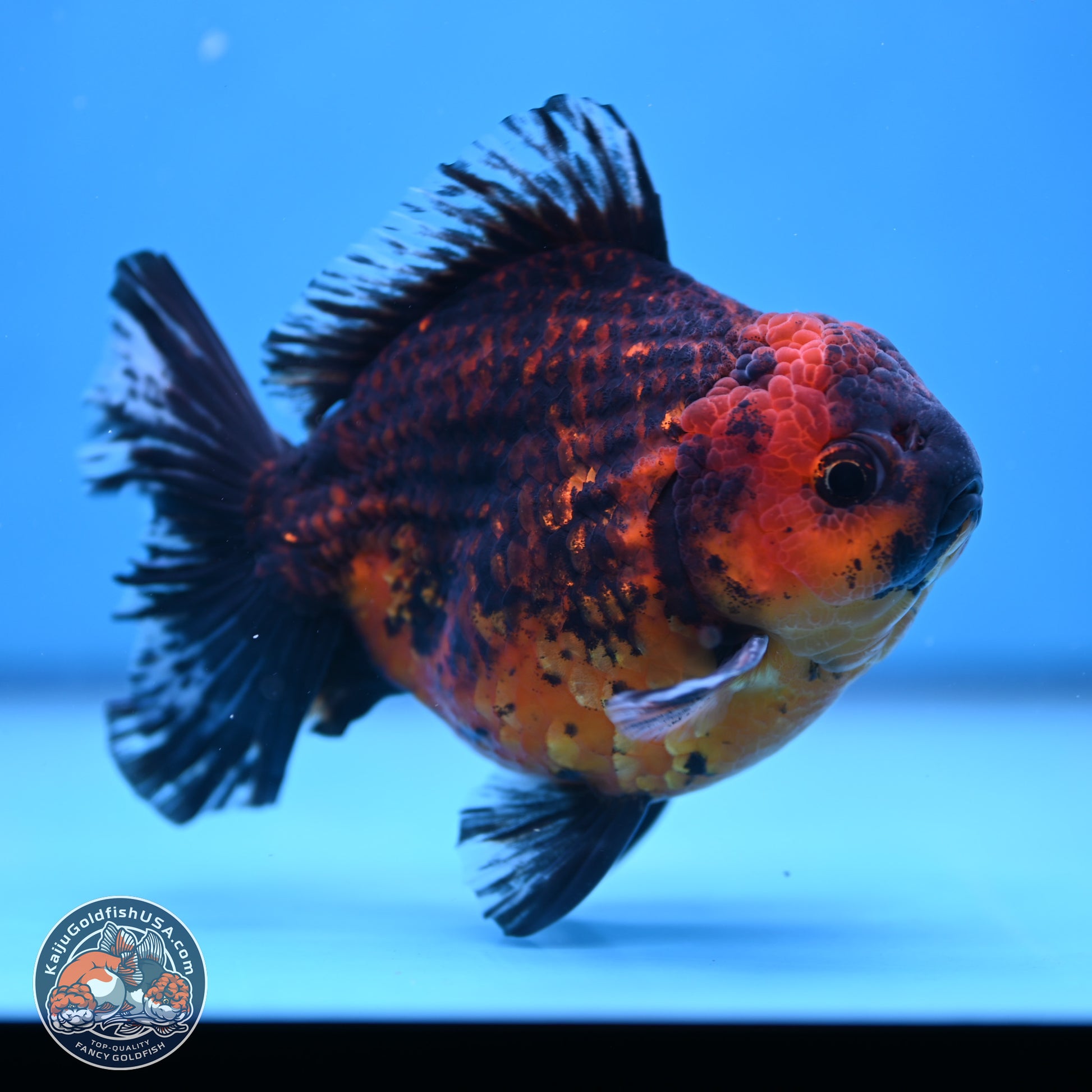 Tiger Broad Tail Oranda 5 inches - Male (241115_OR03) - Kaiju Goldfish USA