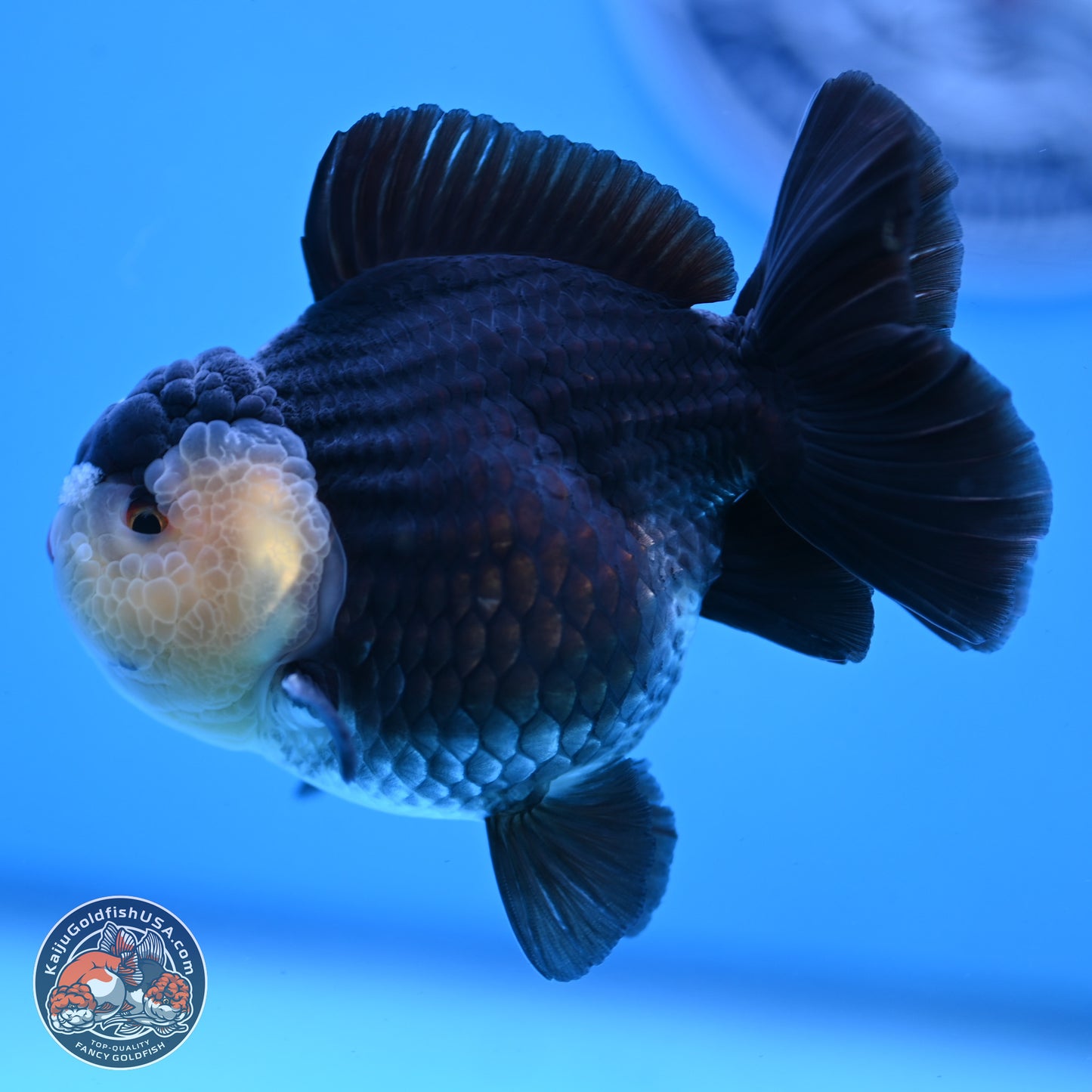 Panda YuanBao Oranda 3.5 inches Body - Male (250103_OR03) - Kaiju Goldfish USA