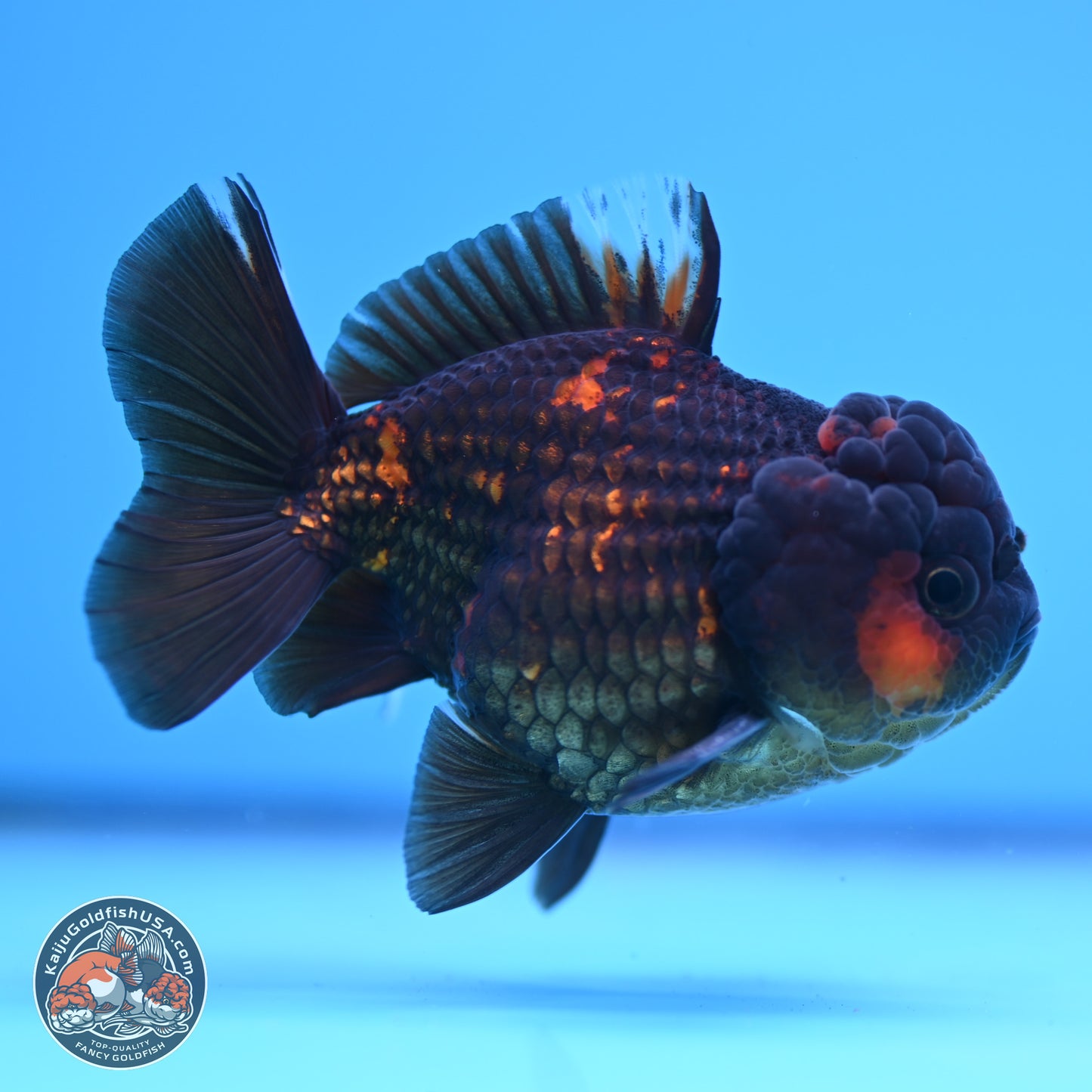 Heavy Ink Tiger YuanBao Oranda 3in Body (240830_OR03) - Kaiju Goldfish USA