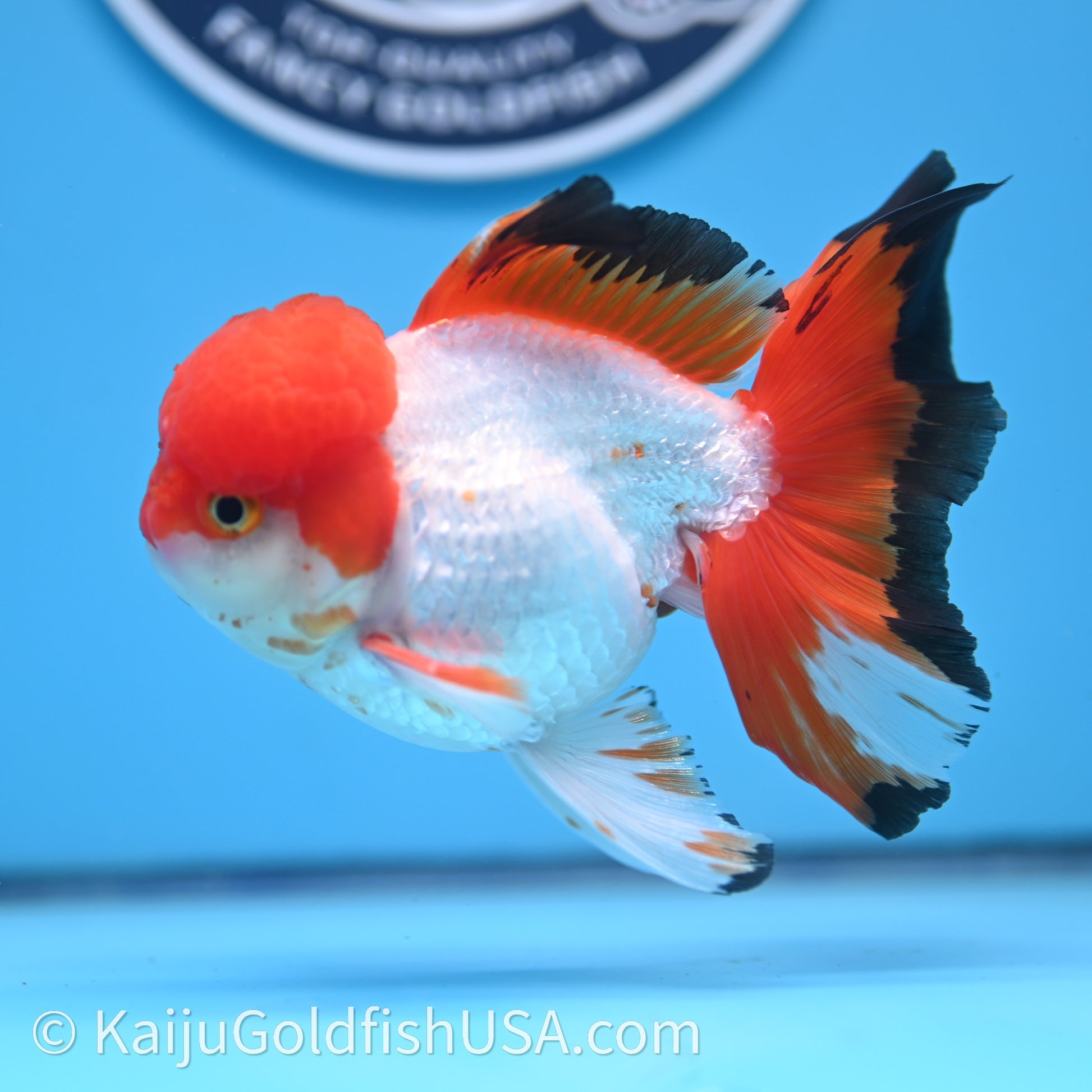 Tricolor Rose Tail Oranda 3.5in body (240726_OR03) - Kaiju Goldfish USA