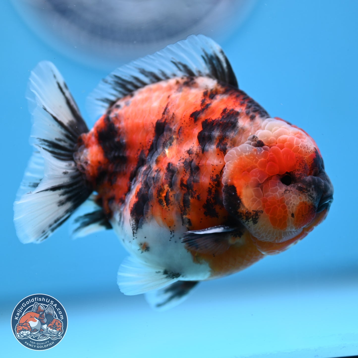 Tricolor Tiger YuanBao Oranda 3.5 inches Body - Male (250307_OR03)