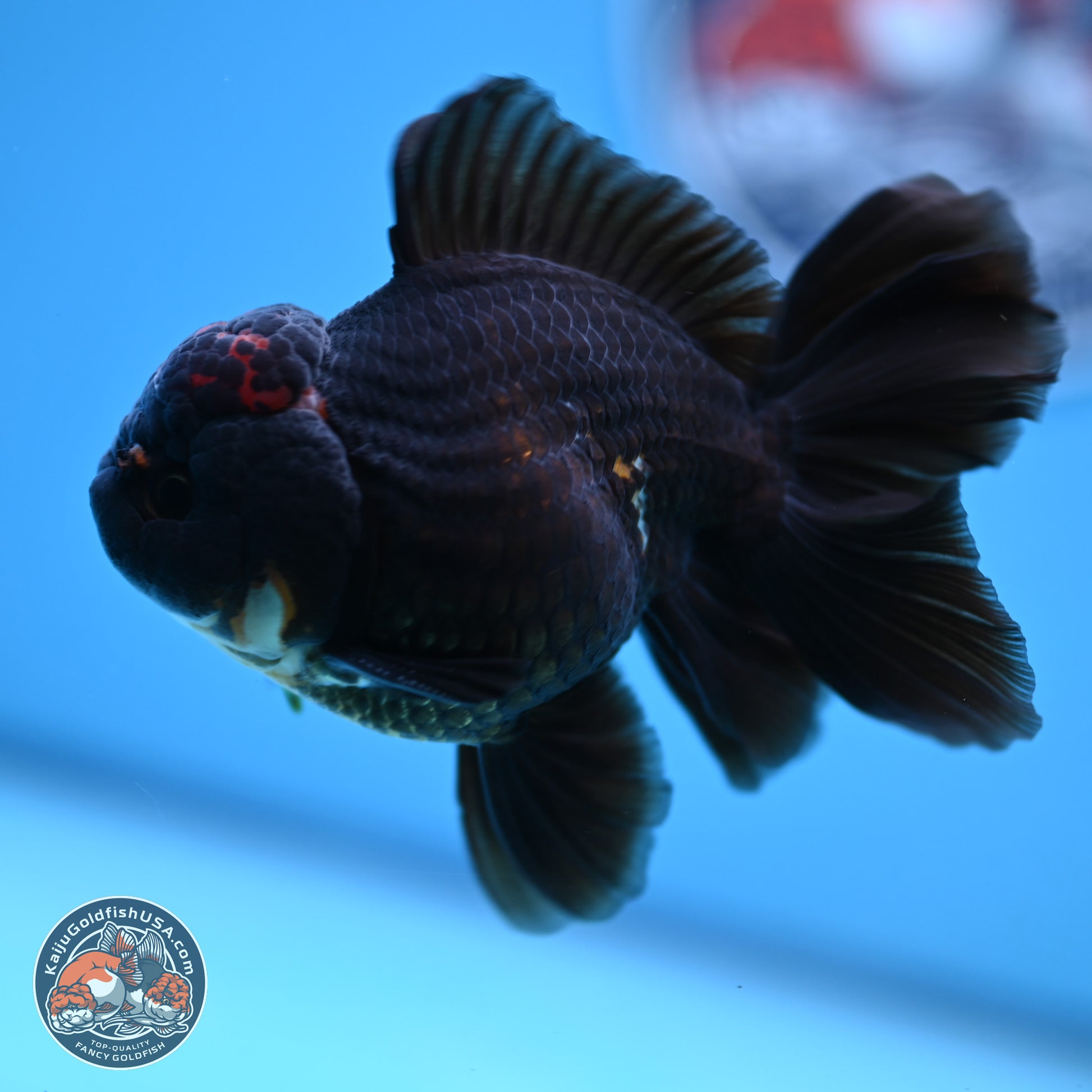 Tricolor Rose Tail Oranda 3.5-4.5 inches (240927_OR3) - Kaiju Goldfish USA