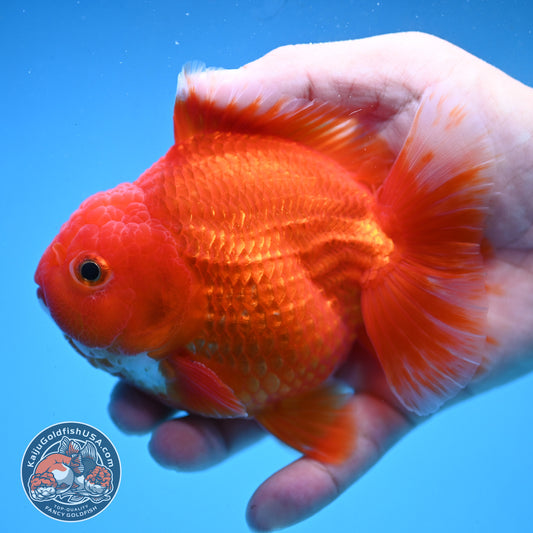 Classic Red YuanBao Oranda 4 inch Body (250926_OR03)