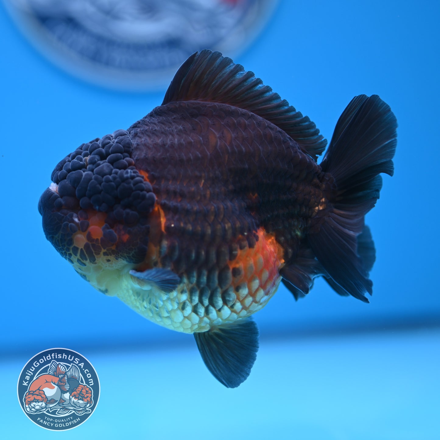 Oranda inch Body (250812_OR07)