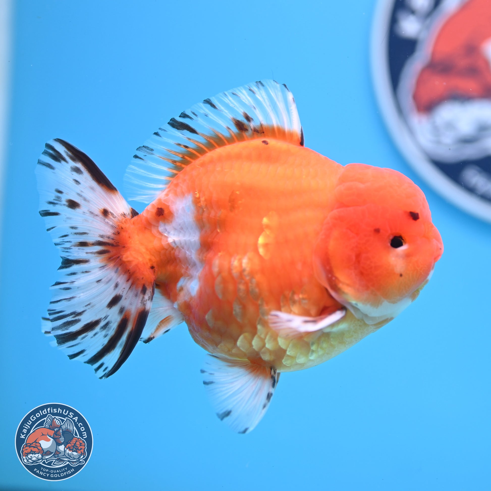 Shogun Tricolor Sakura Oranda 4.5-5 inches (241004_OR03) - Kaiju Goldfish USA