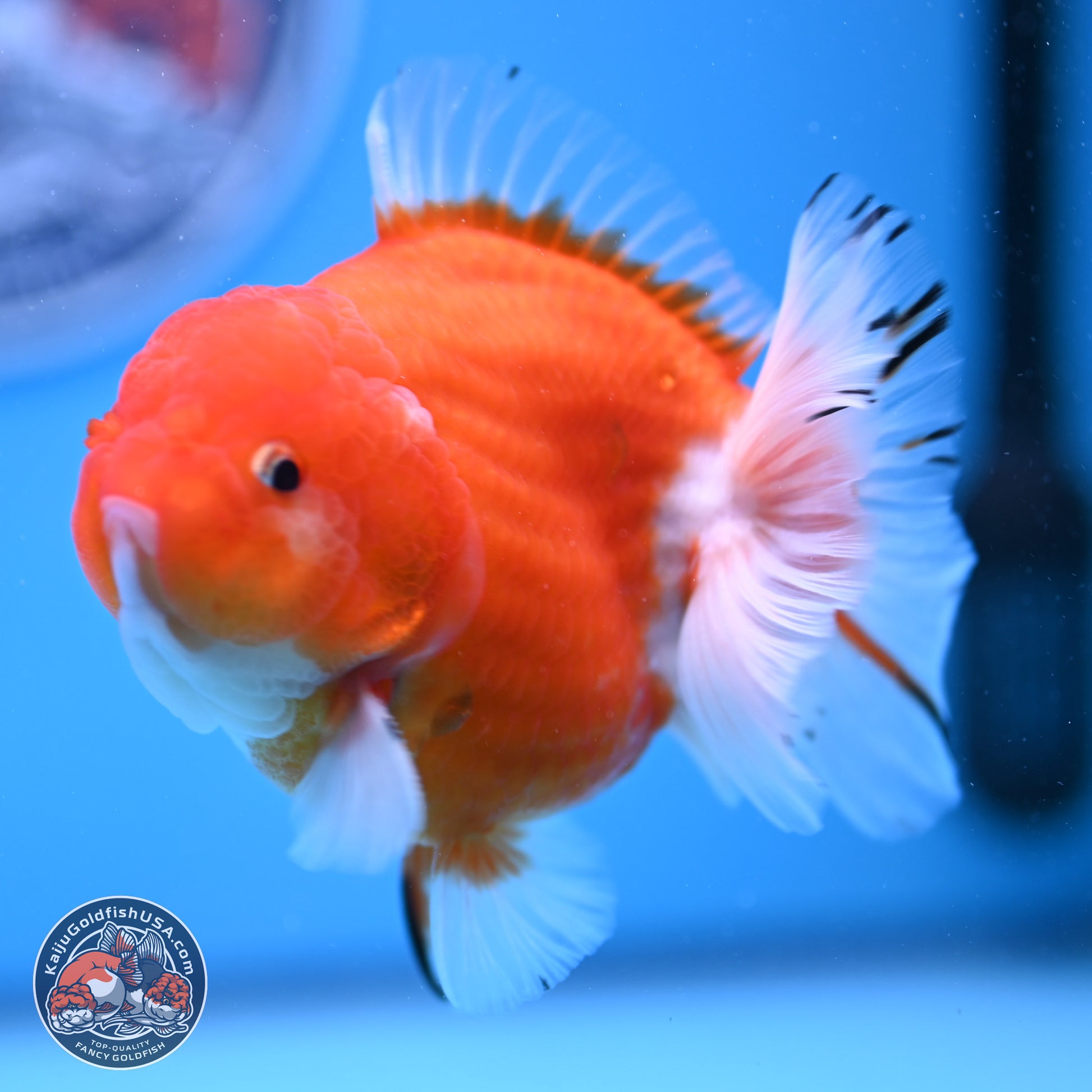 Shogun Sakura YuanBao Oranda 3.75in Body (240802_OR03) - Kaiju Goldfish USA