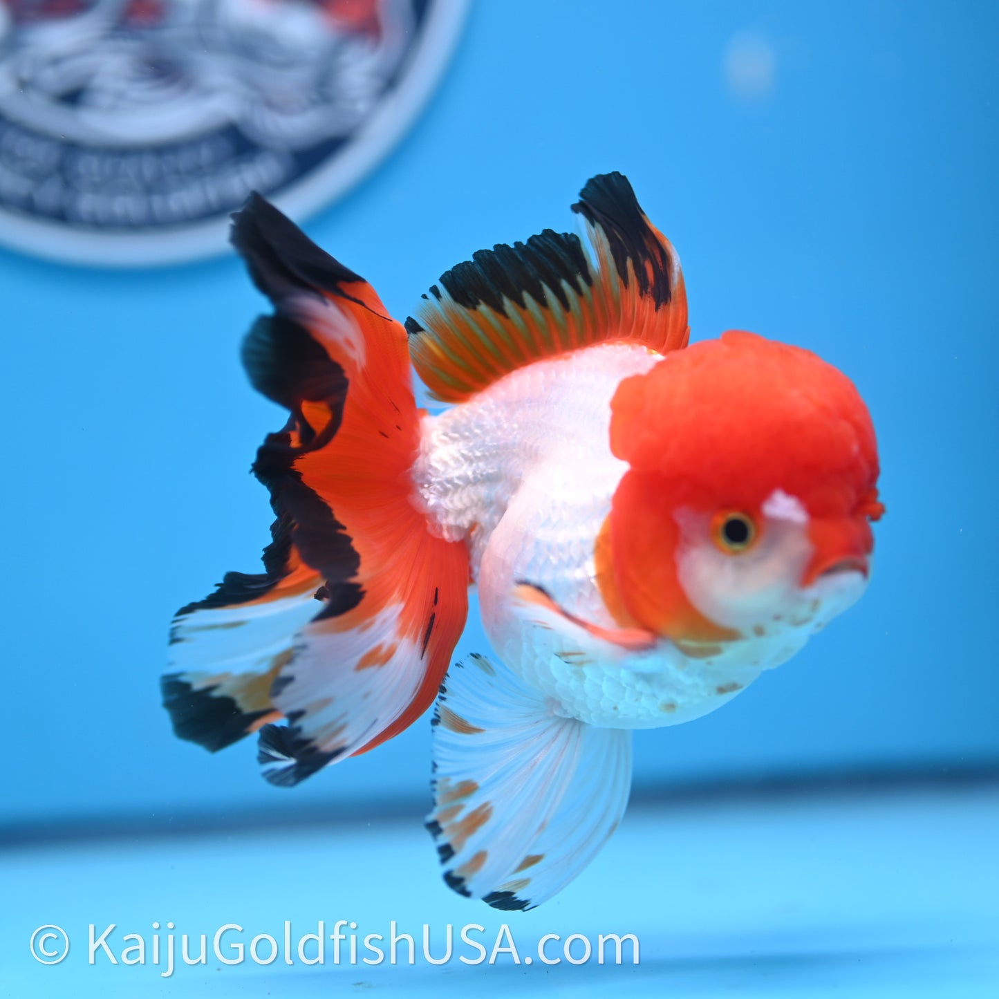 Tricolor Rose Tail Oranda 3.5in body (240726_OR03) - Kaiju Goldfish USA