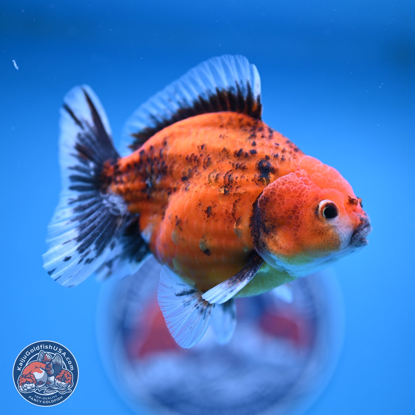 Shogun Tiger Oranda 4-5 in (241011_OR03) - Kaiju Goldfish USA