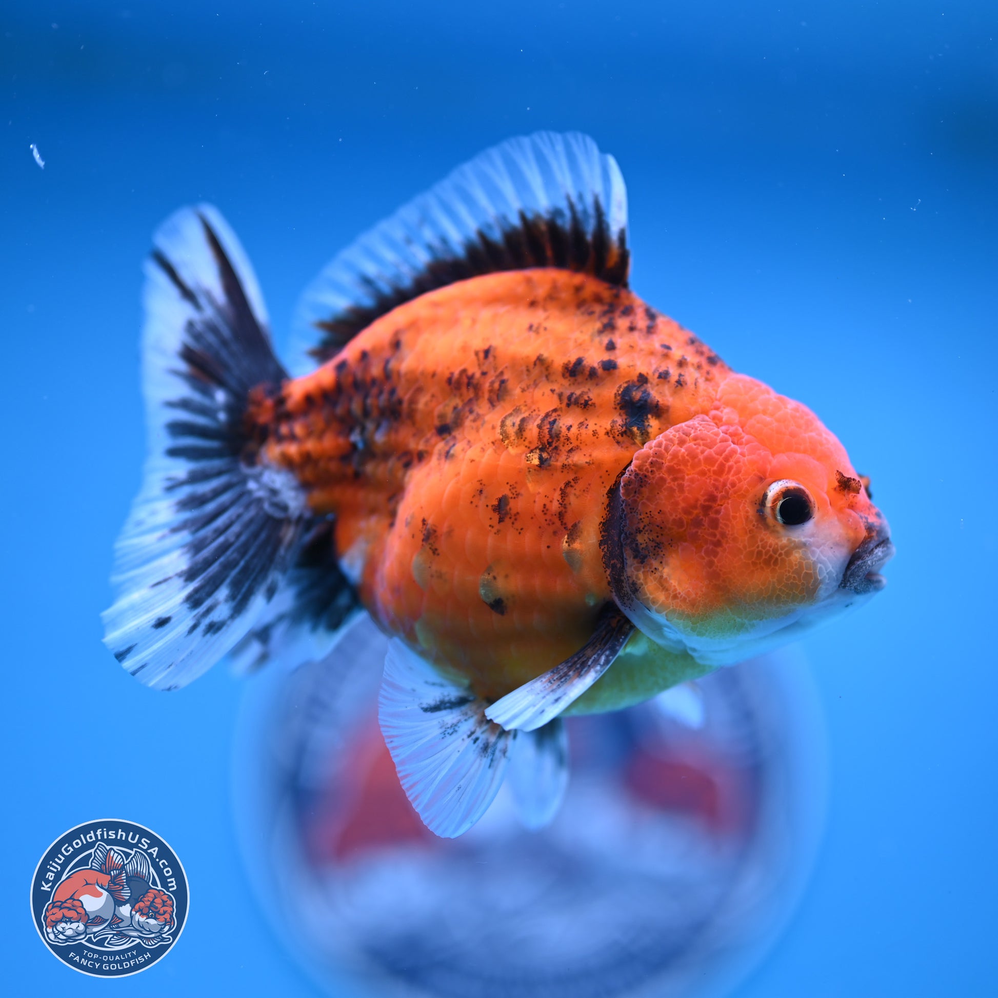 Shogun Tiger Oranda 4-5 in (241011_OR03) - Kaiju Goldfish USA