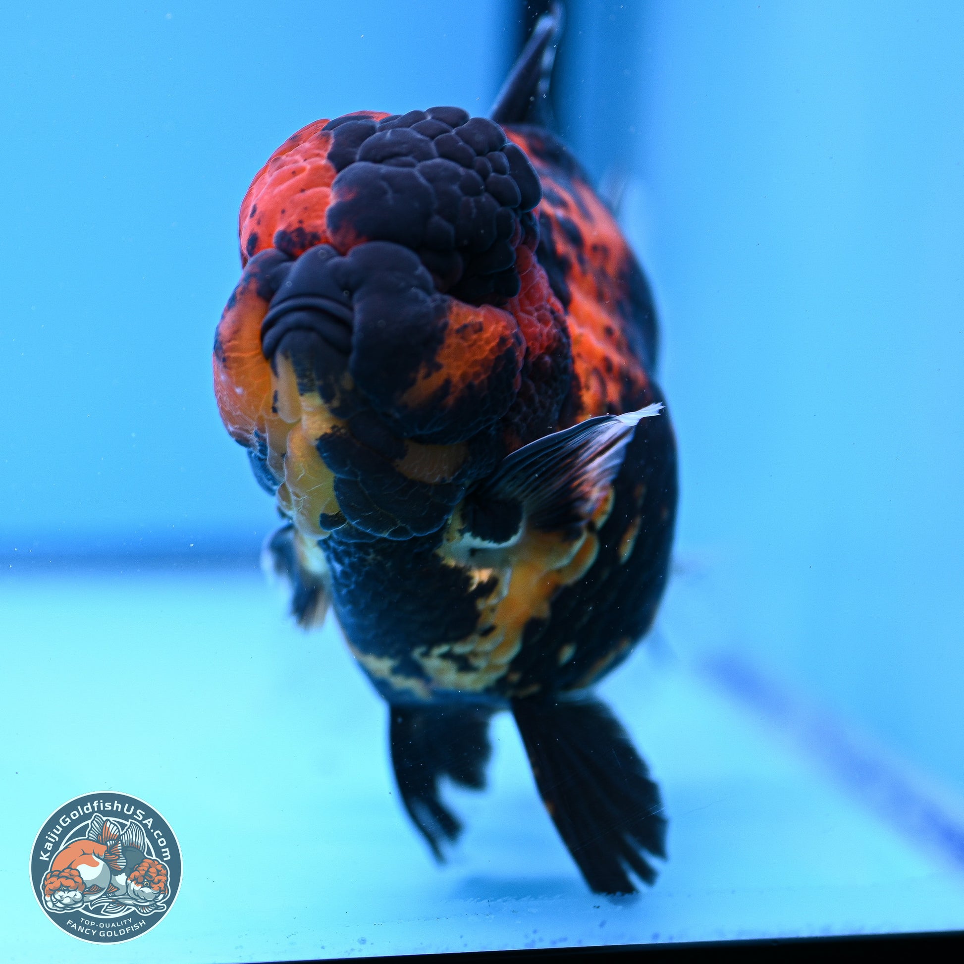 Jumbo Shogun Godzilla Tiger Rose Tail Oranda 5.2in Body (240823_OR3)- Overnight shipping only - Kaiju Goldfish USA