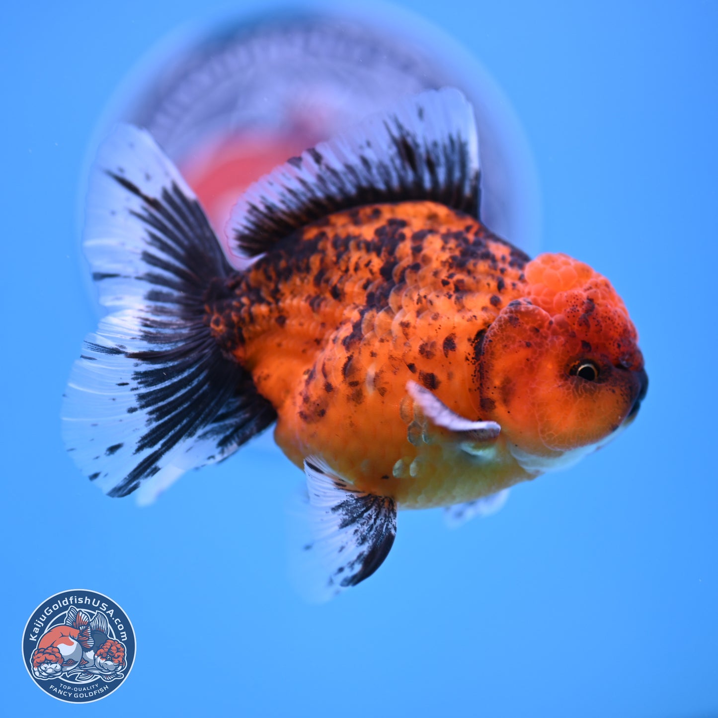 Shogun Tiger Rose Tail Oranda 3.5in Body (240816_OR03) - Kaiju Goldfish USA