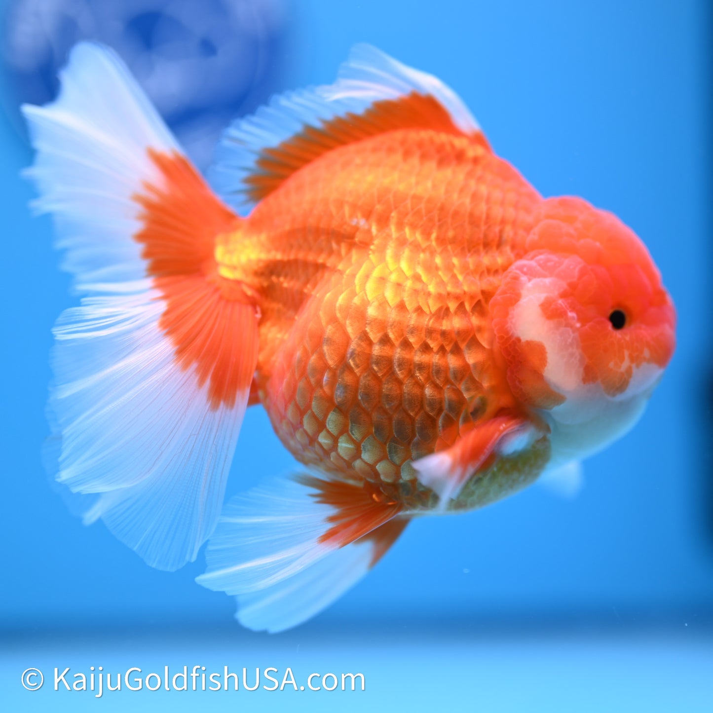 Red White Rose Tail Oranda 4in Body (240621_OR03) - Kaiju Goldfish USA