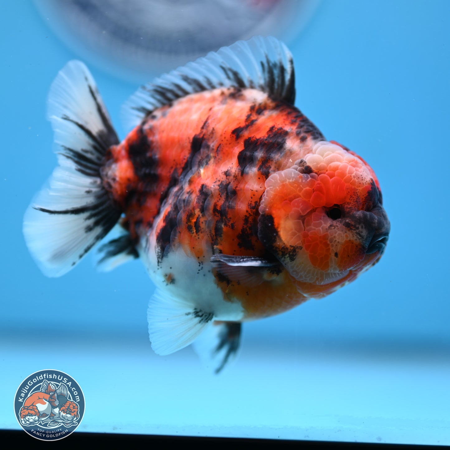 Tricolor Tiger YuanBao Oranda 3.5 inches Body - Male (250307_OR03)