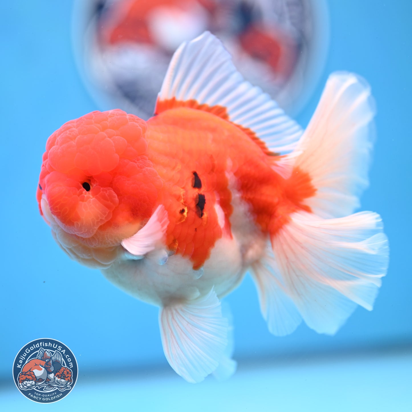 Tricolor Sakura Rose Tail Oranda 3.5 inches Body - Male (250228_OR03)