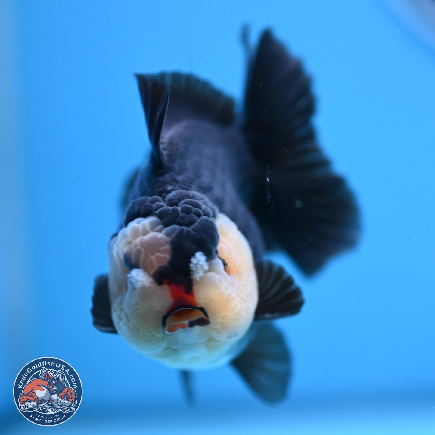 Panda YuanBao Oranda 3.5 inches Body - Male (250103_OR03) - Kaiju Goldfish USA