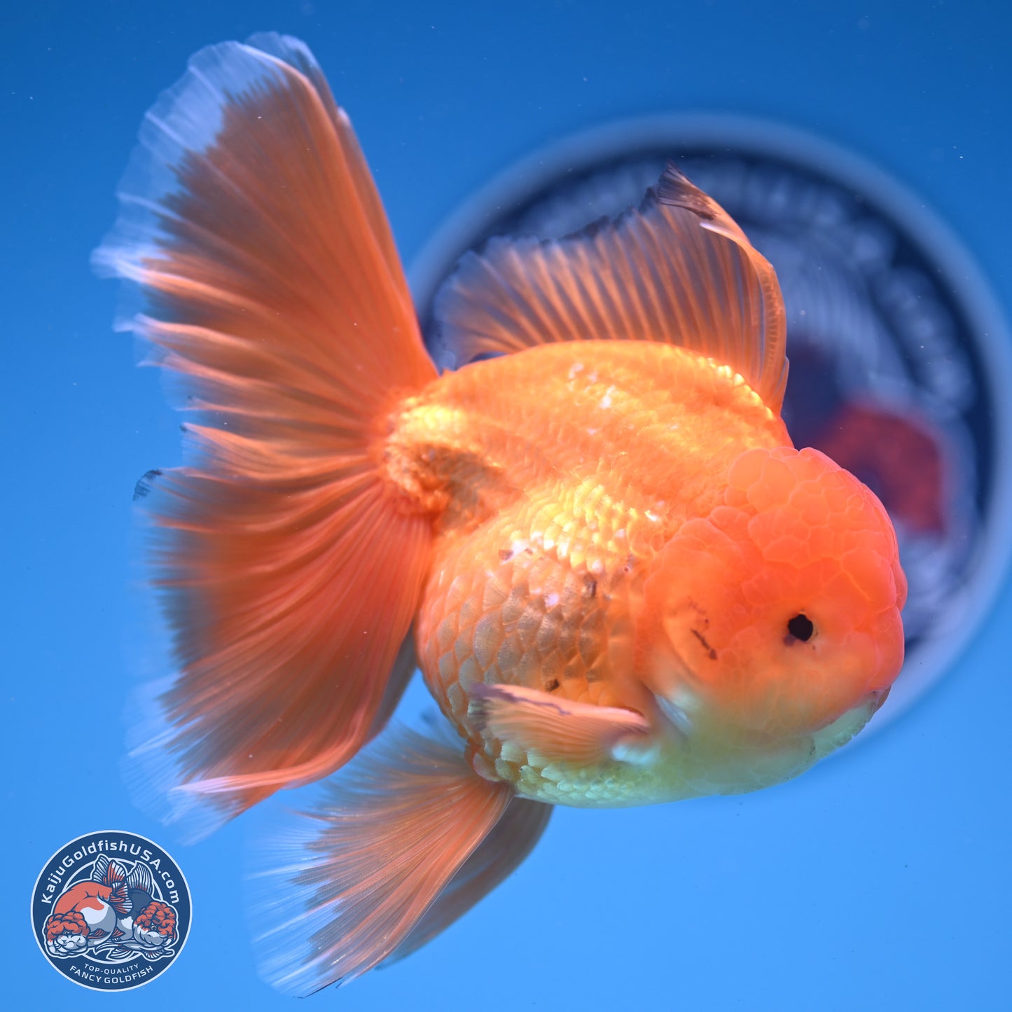 Classic Red Orchid Tail Oranda 4-6 inches (240913_OR03) - Kaiju Goldfish USA