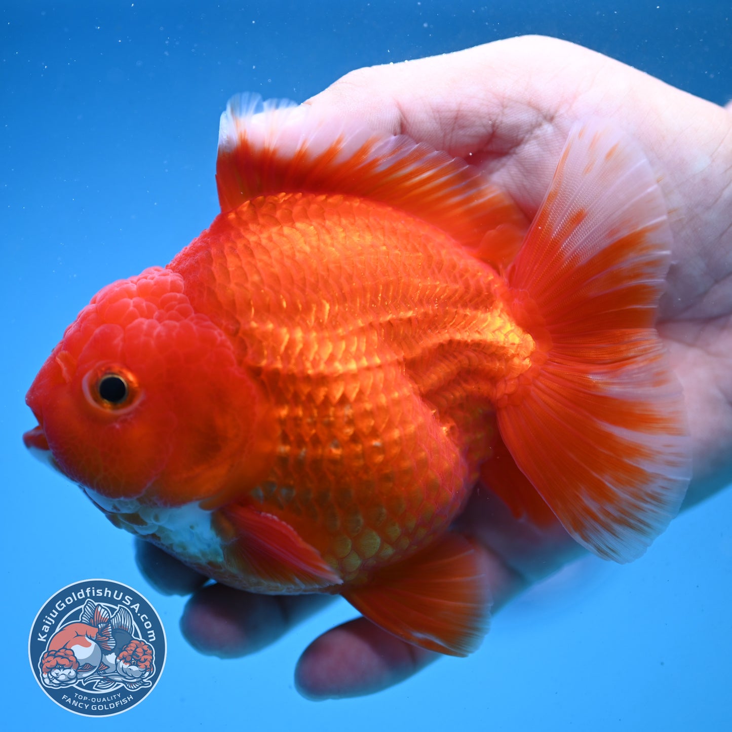 Classic Red YuanBao Oranda 4 inch Body (250926_OR03)