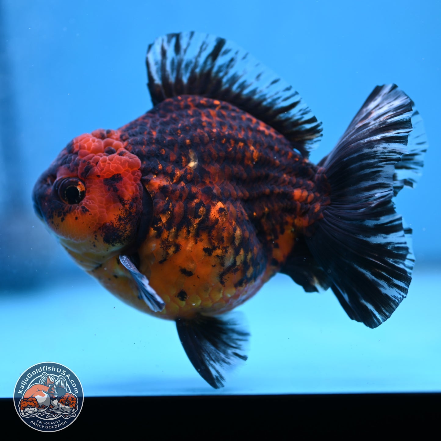 Tiger Broad Tail Oranda 5 inches - Male (241115_OR03) - Kaiju Goldfish USA