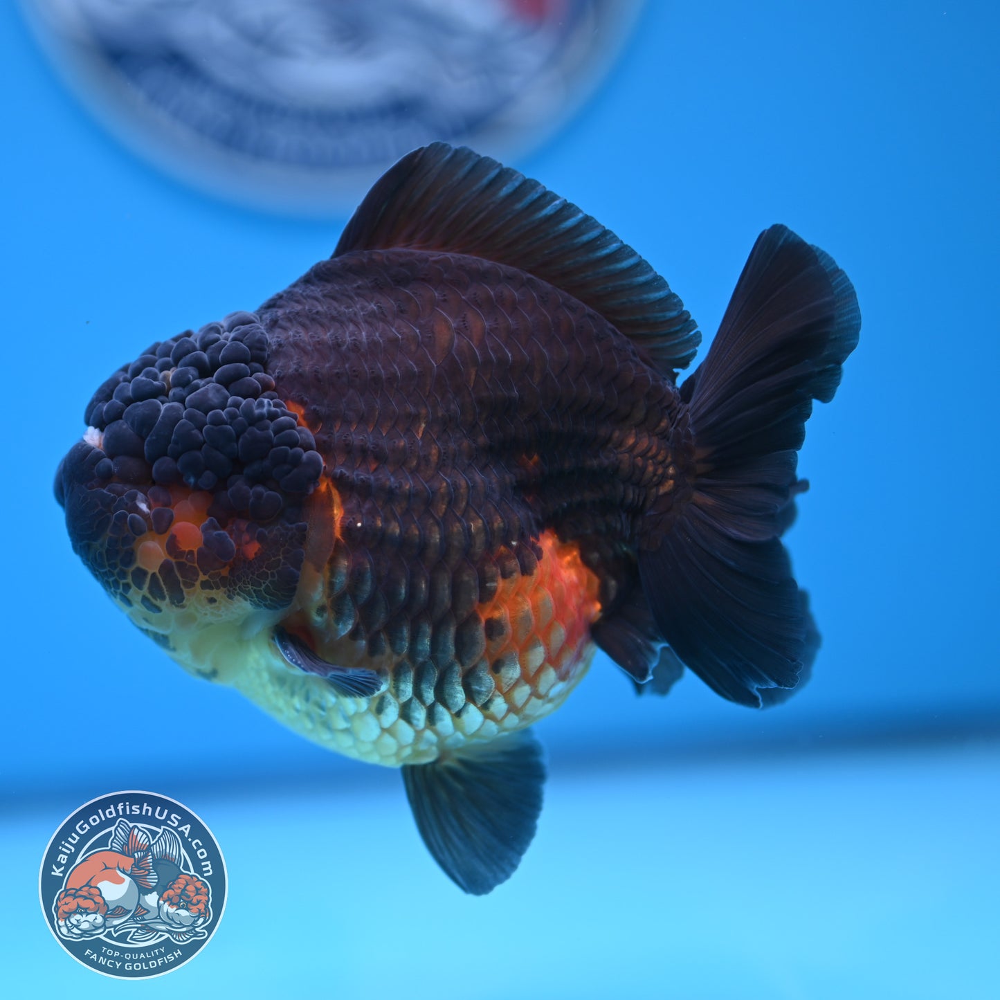 Oranda inch Body (250812_OR07)