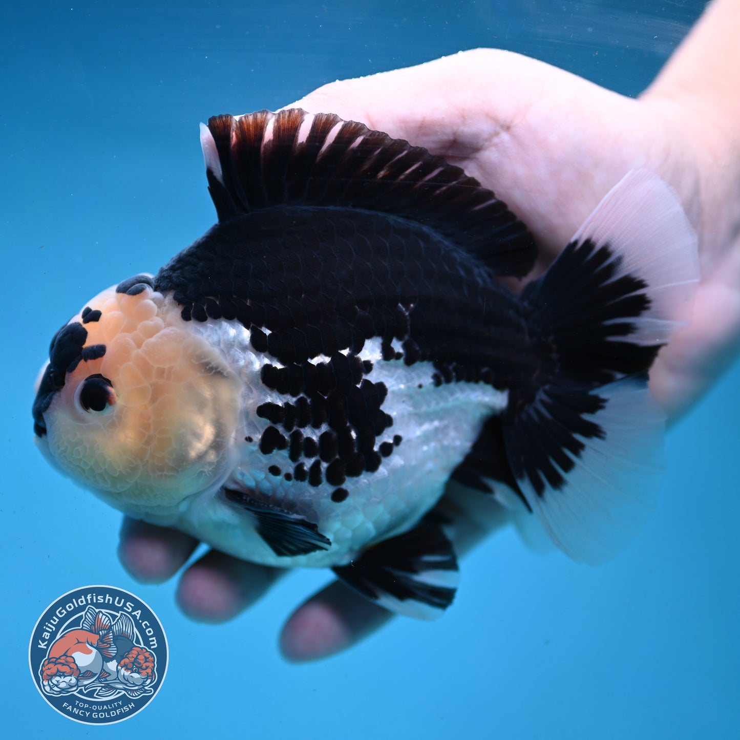 Panda Oranda 4.5 inch Body (250919_OR03)