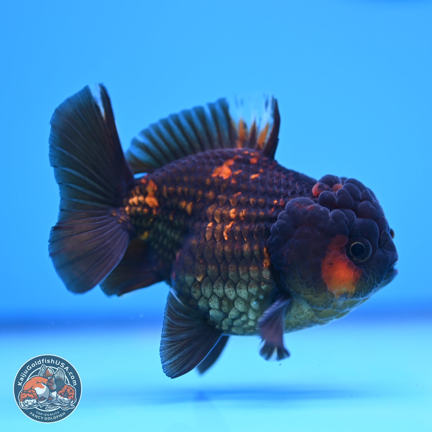 Heavy Ink Tiger YuanBao Oranda 3in Body (240830_OR03) - Kaiju Goldfish USA