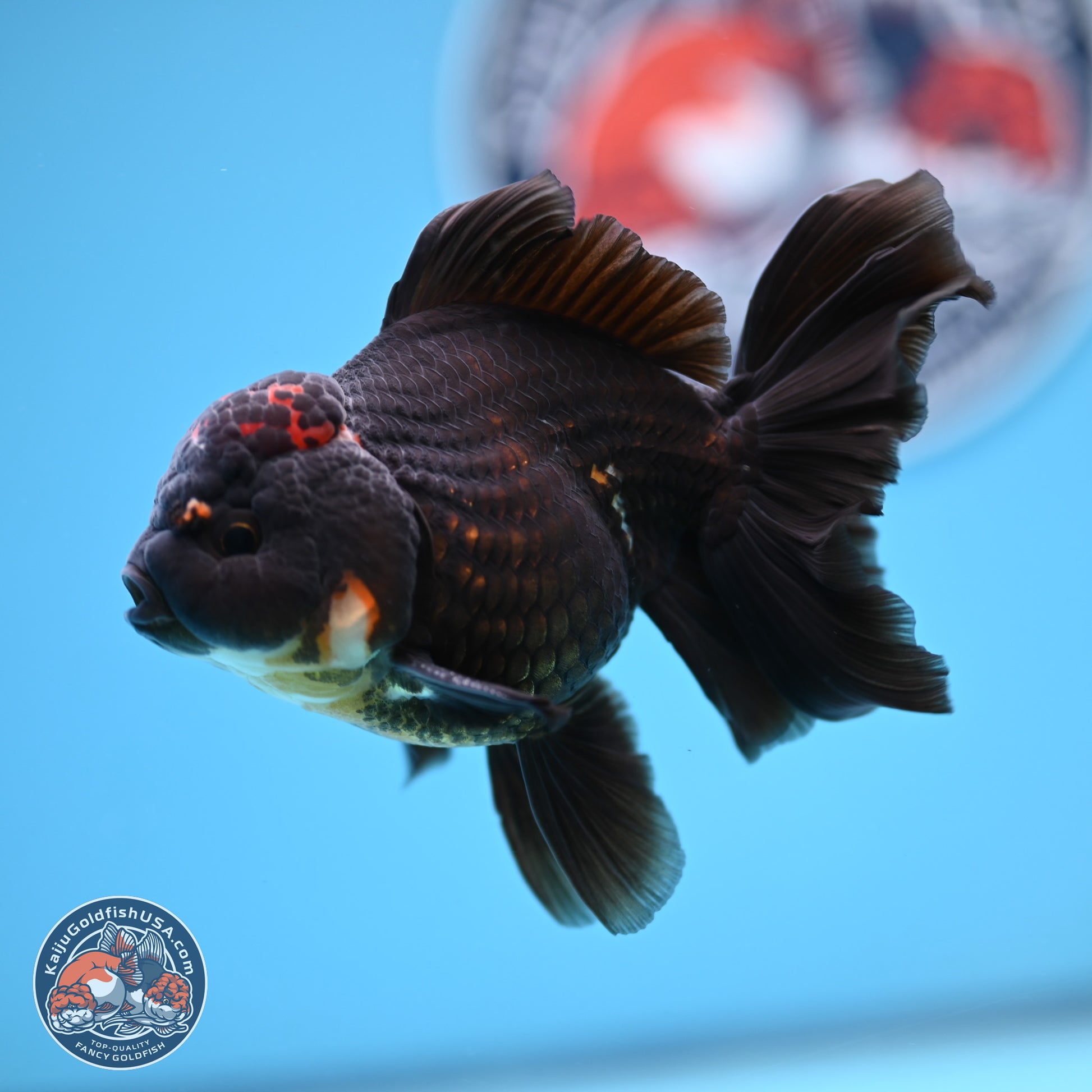 Tricolor Rose Tail Oranda 3.5-4.5 inches (240927_OR3) - Kaiju Goldfish USA