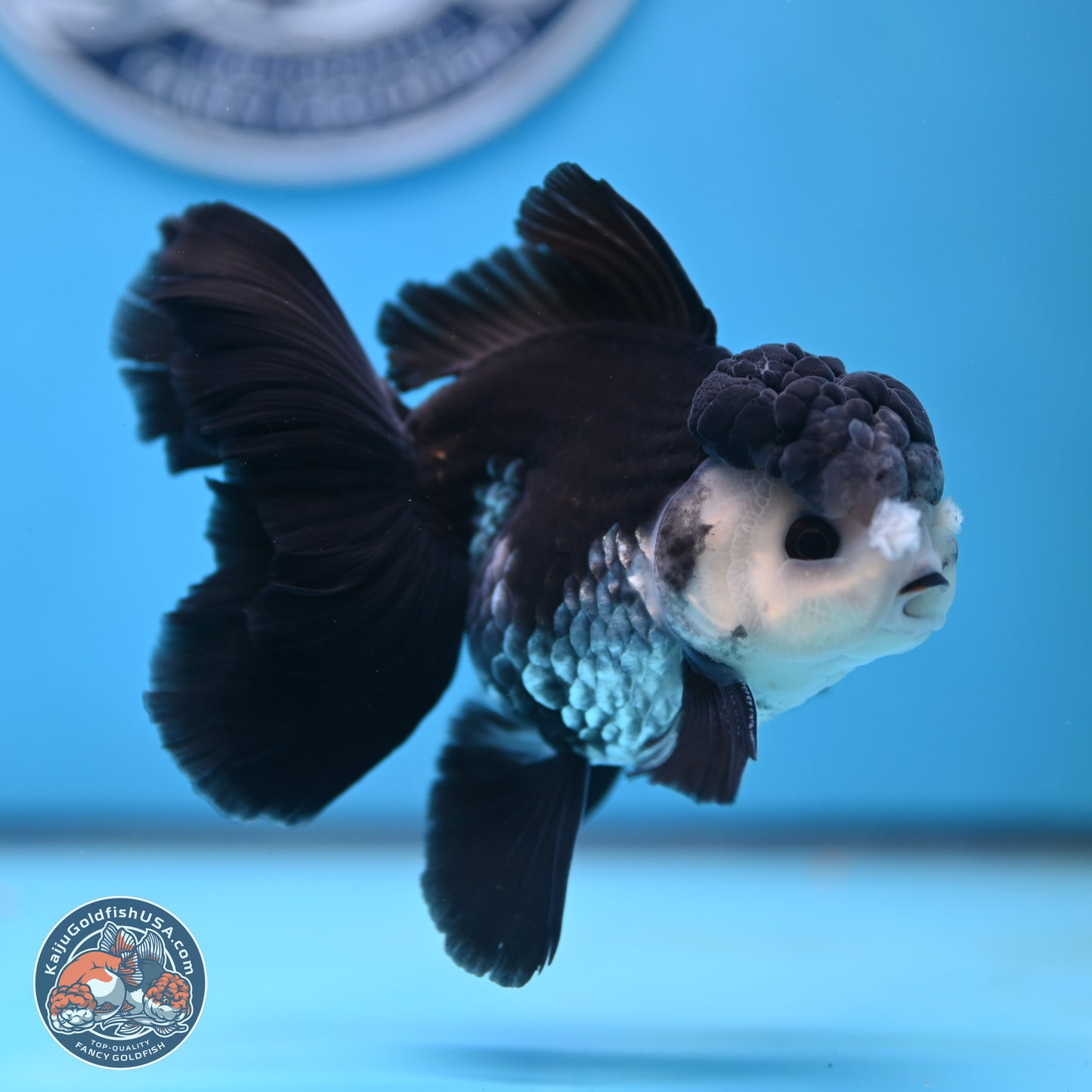 Panda Butterfly Tail Oranda 4.75 inches (241025_OR03) - Kaiju Goldfish USA