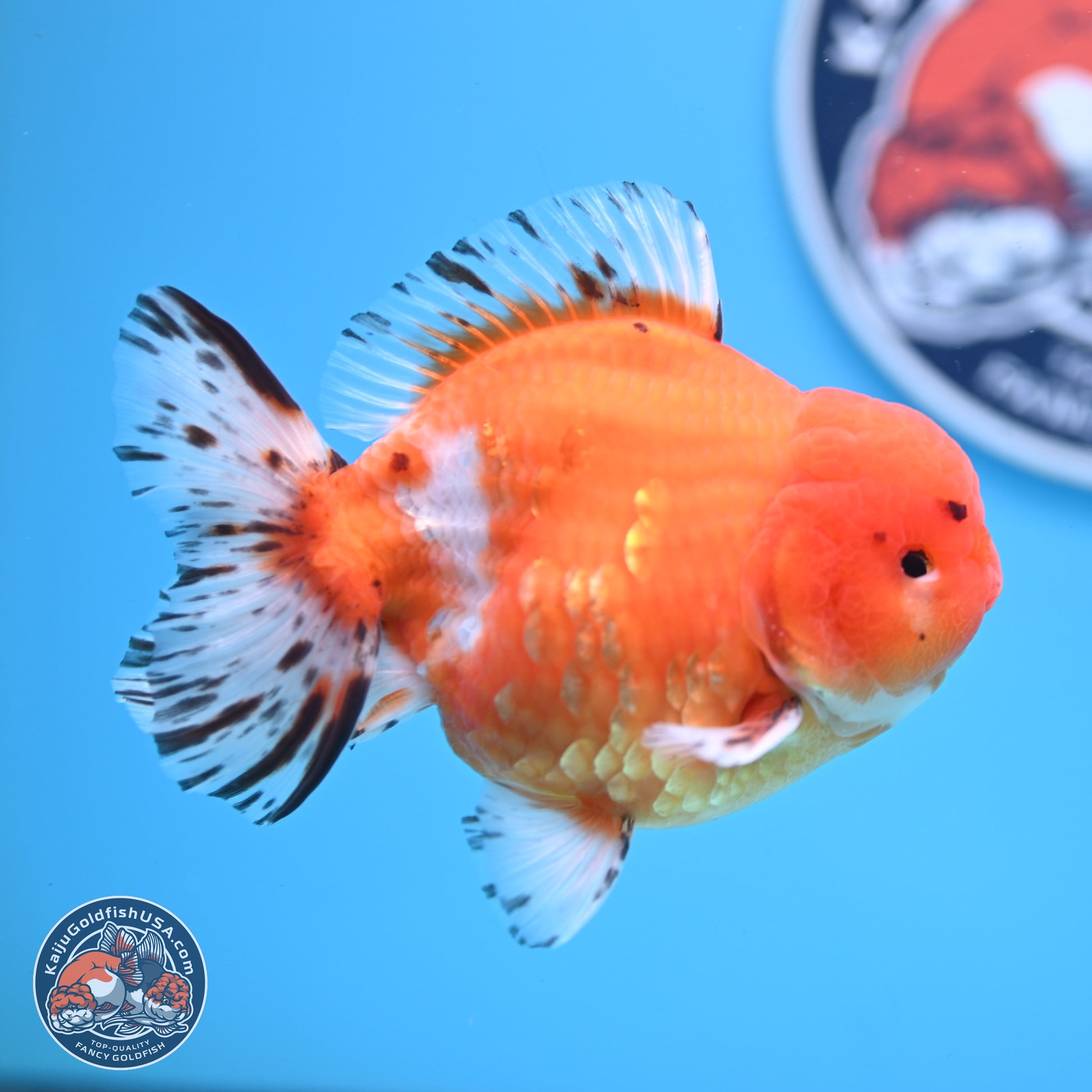 Shogun Tricolor Sakura Oranda 4.5-5 inches (241004_OR03) - Kaiju Goldfish USA