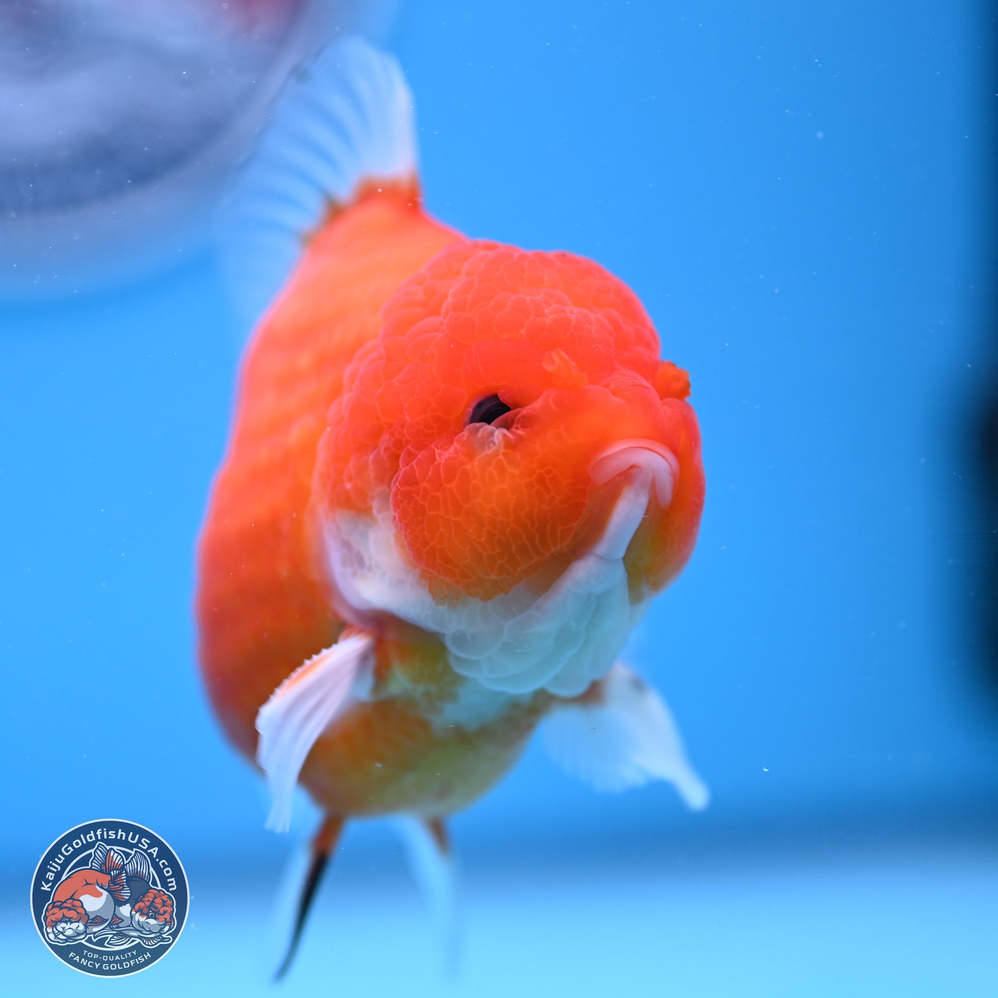 Shogun Sakura YuanBao Oranda 3.75in Body (240802_OR03) - Kaiju Goldfish USA