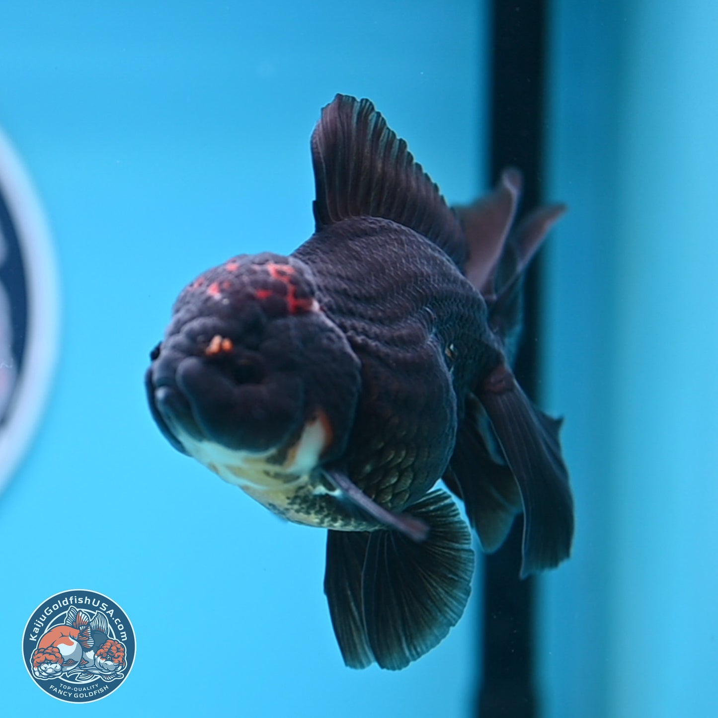 Tricolor Rose Tail Oranda 3.5-4.5 inches (240927_OR3) - Kaiju Goldfish USA