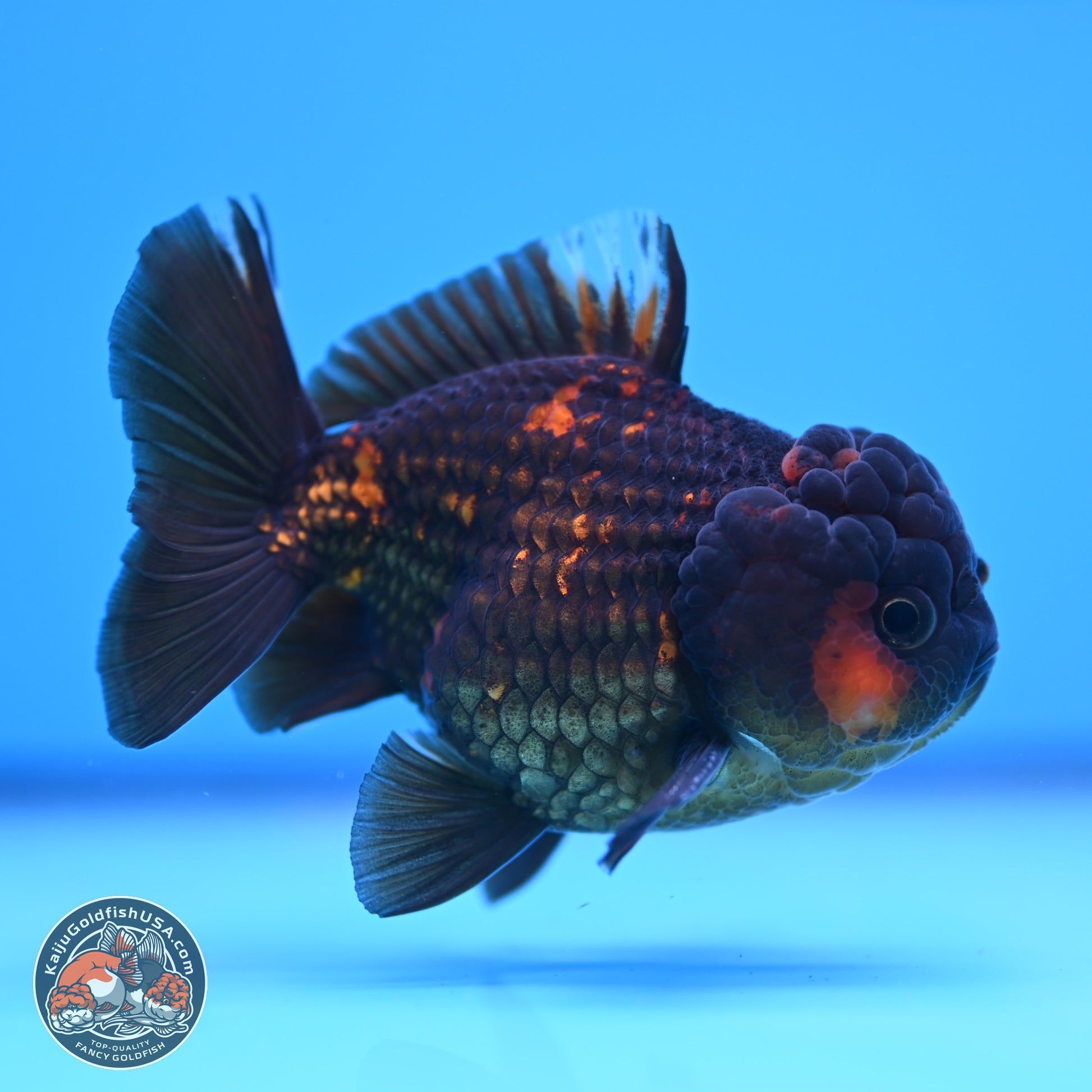 Heavy Ink Tiger YuanBao Oranda 3in Body (240830_OR03) - Kaiju Goldfish USA