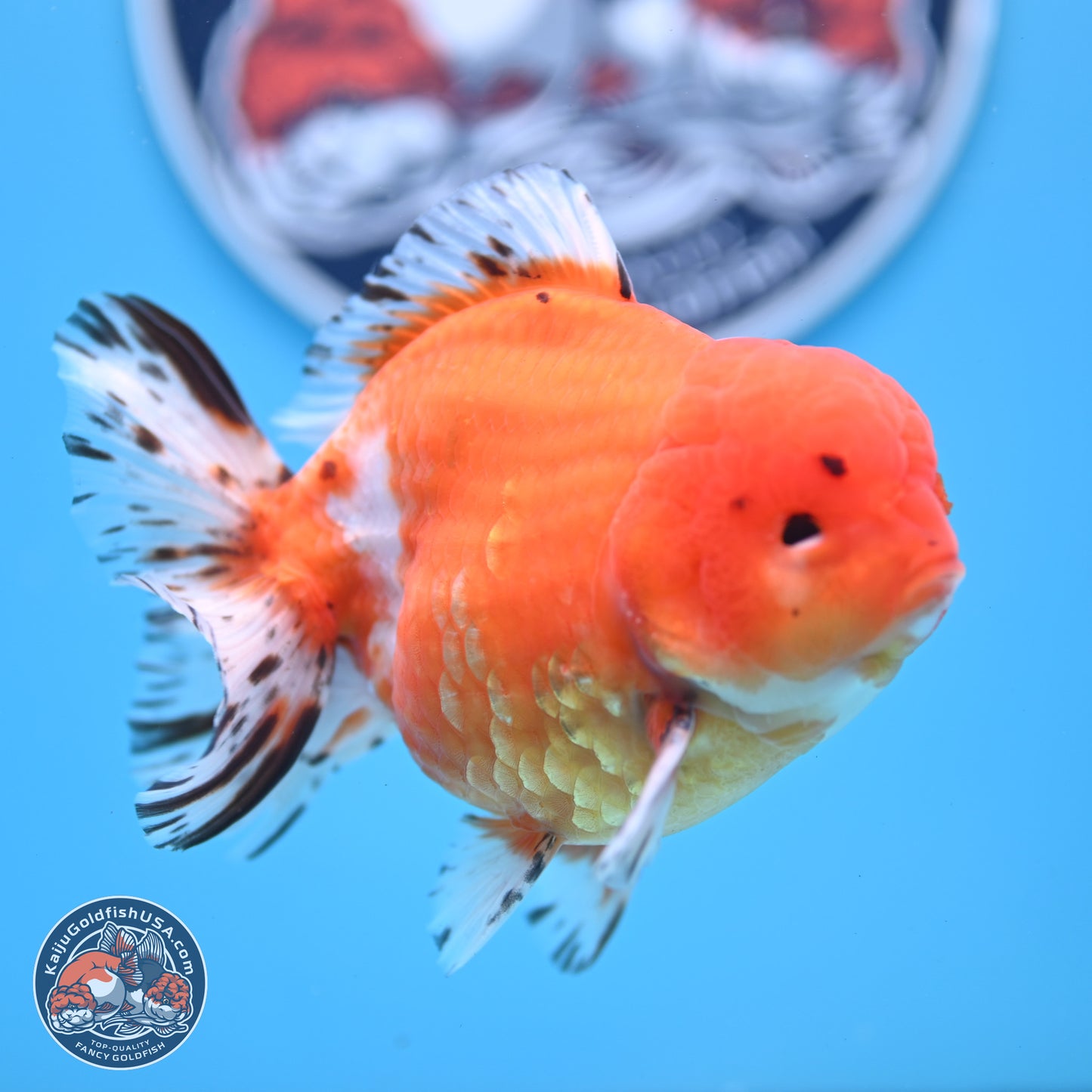 Shogun Tricolor Sakura Oranda 4.5-5 inches (241004_OR03) - Kaiju Goldfish USA