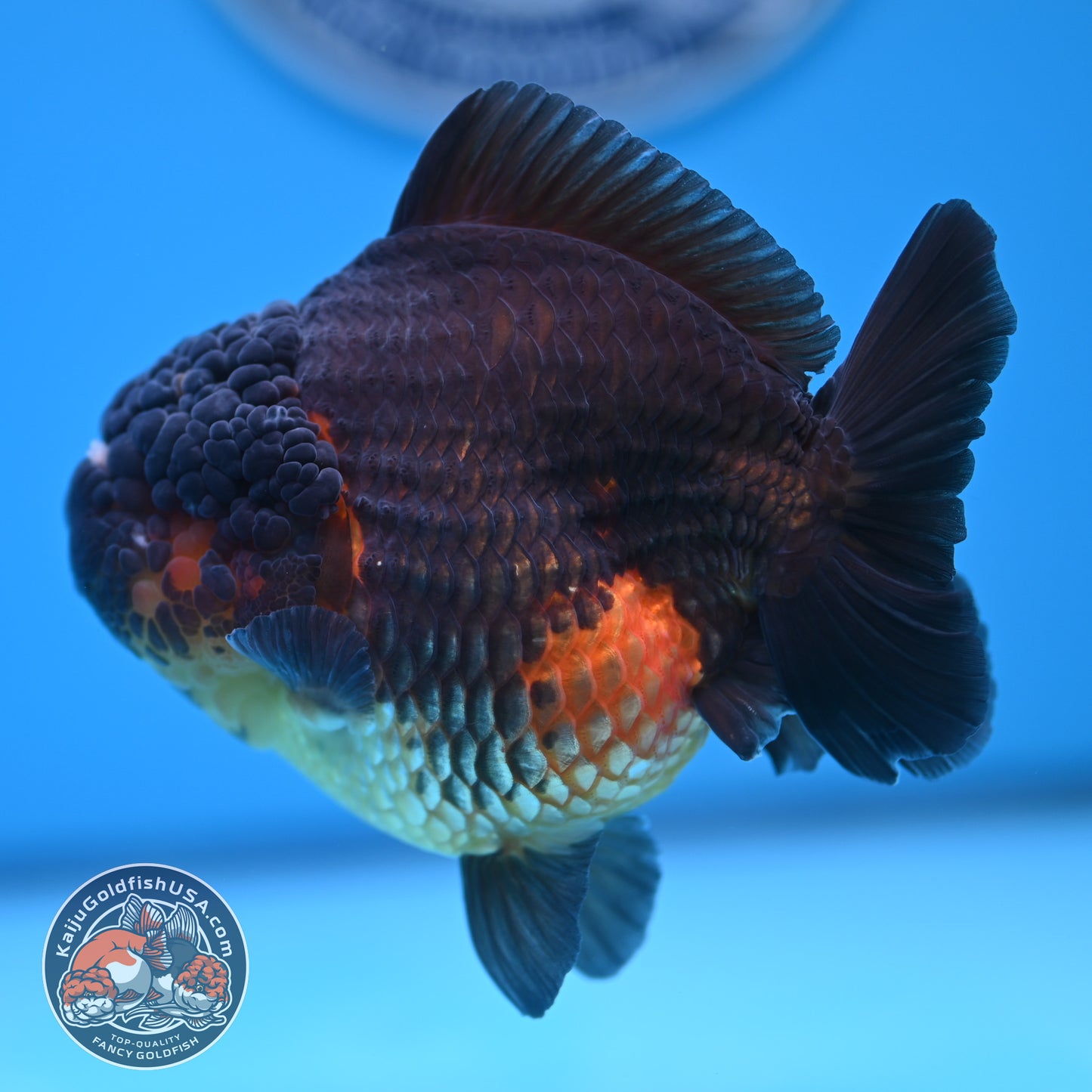 Oranda inch Body (250812_OR07)