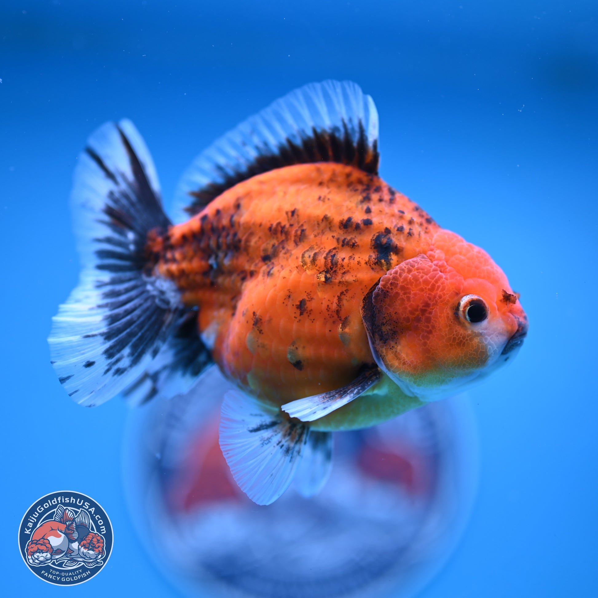 Shogun Tiger Oranda 4-5 in (241011_OR03) - Kaiju Goldfish USA