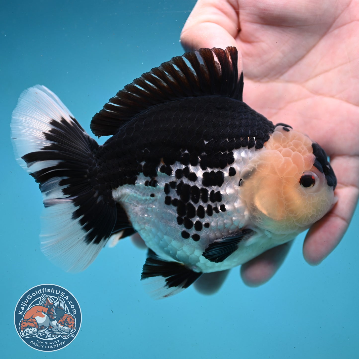 Panda Oranda 4.5 inch Body (250919_OR03)