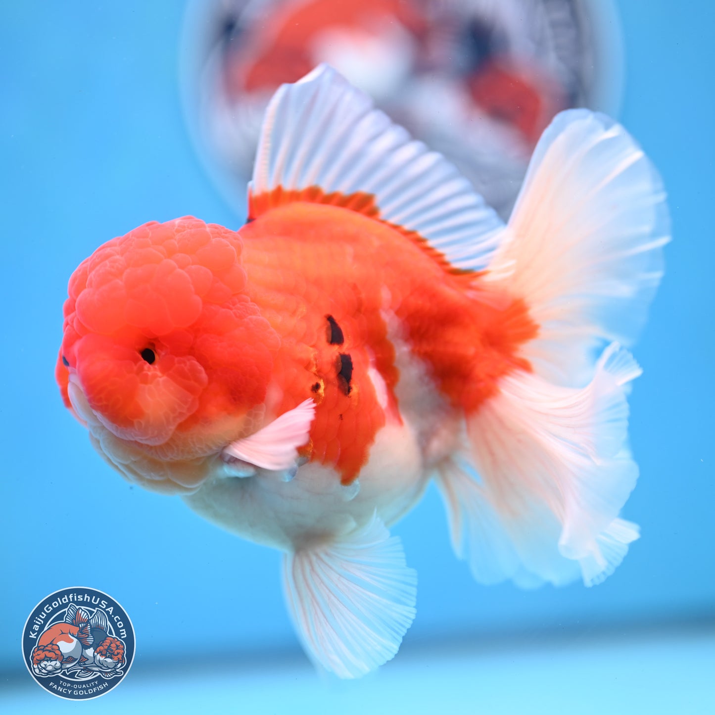 Tricolor Sakura Rose Tail Oranda 3.5 inches Body - Male (250228_OR03)
