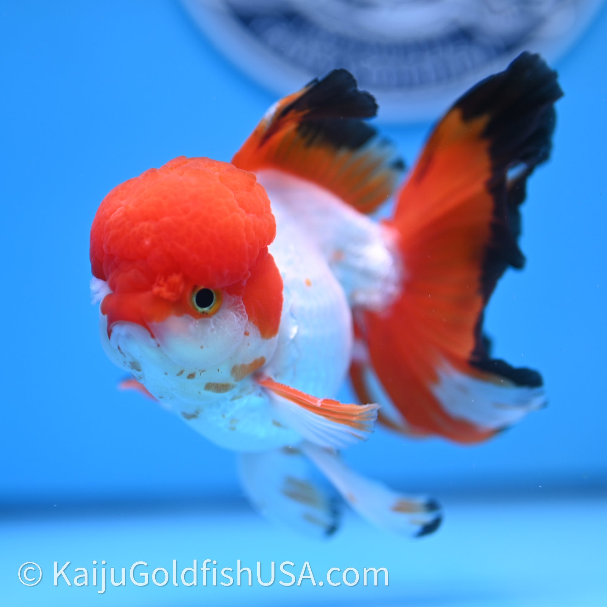 Tricolor Rose Tail Oranda 3.5in body (240726_OR03) - Kaiju Goldfish USA