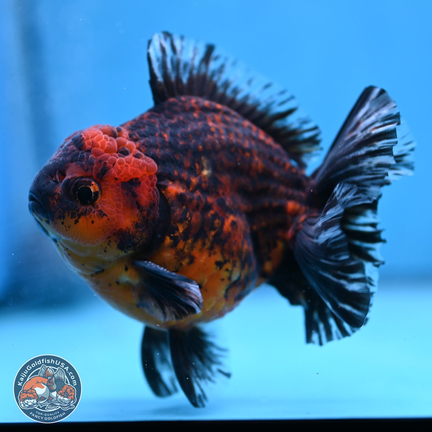 Tiger Broad Tail Oranda 5 inches - Male (241115_OR03) - Kaiju Goldfish USA